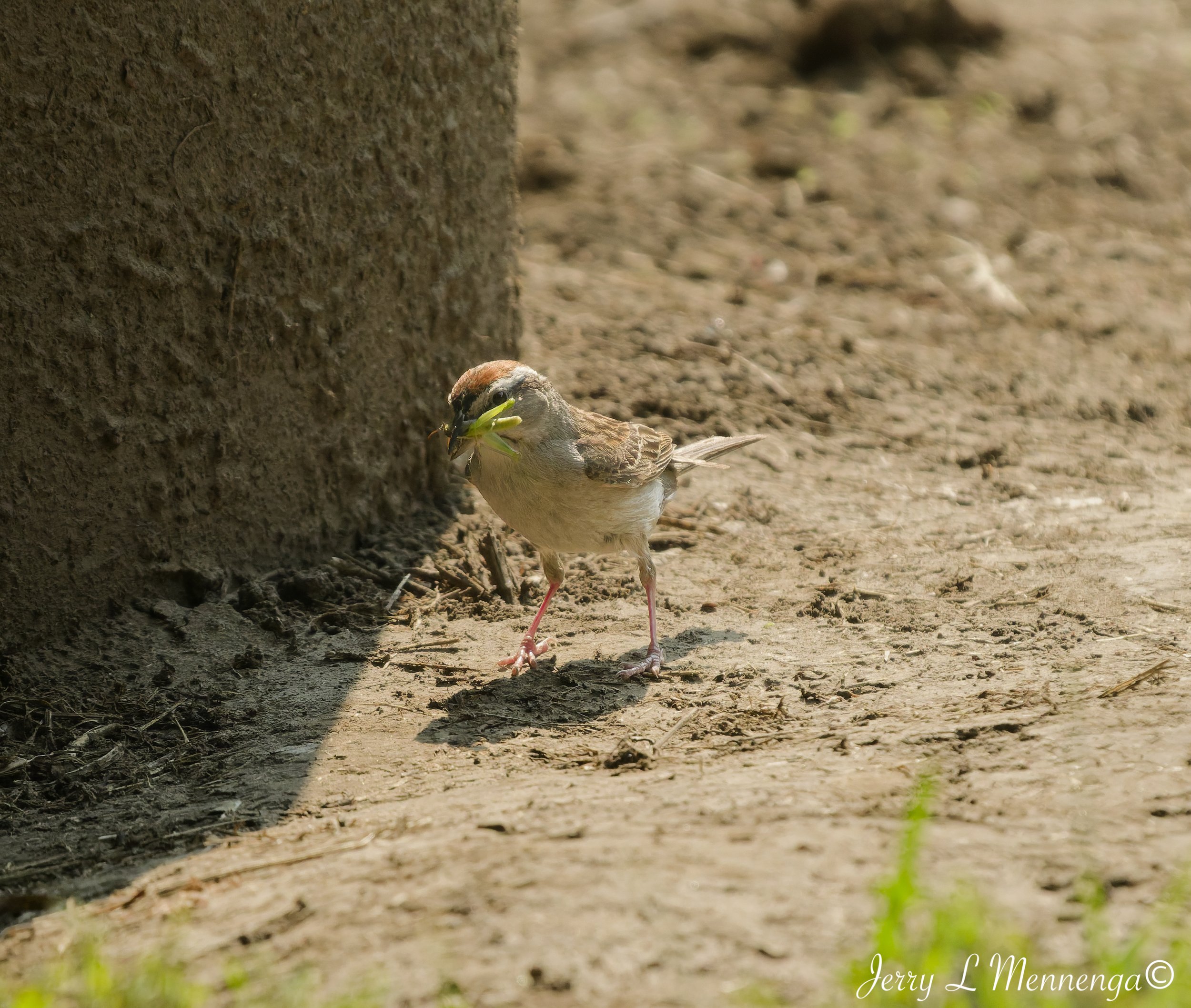 BirdsSouthwoodConservationArea202608-03_0564_DxO.jpg