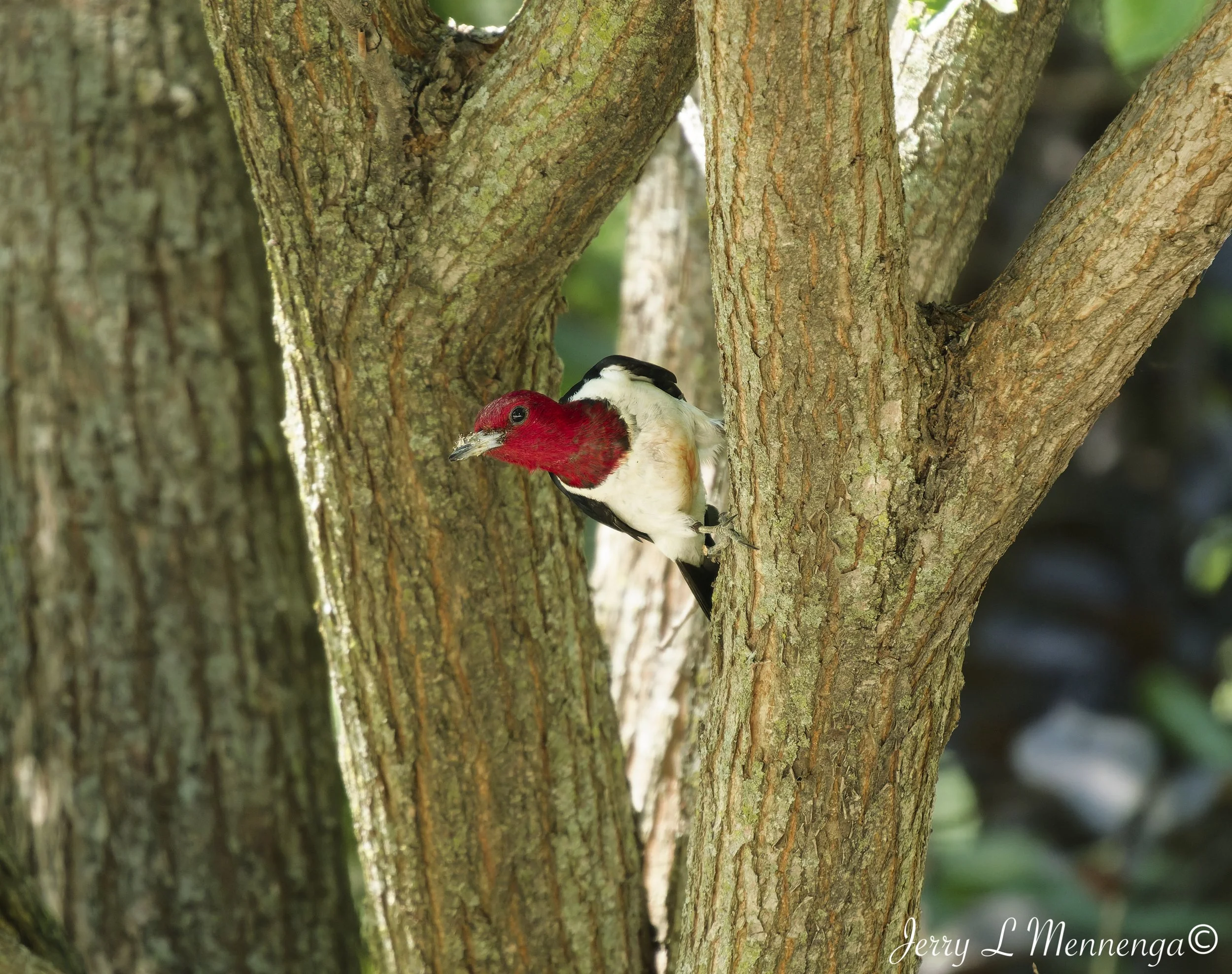 BirdsSouthwoodConservationArea202608-03_0943_DxO.jpg