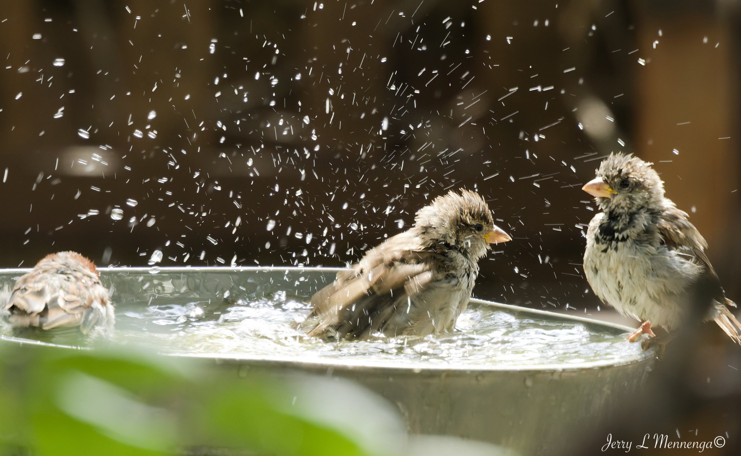 BackyardBirdsHouseSparrowsSioux City202609-01_0147_DxO.jpg