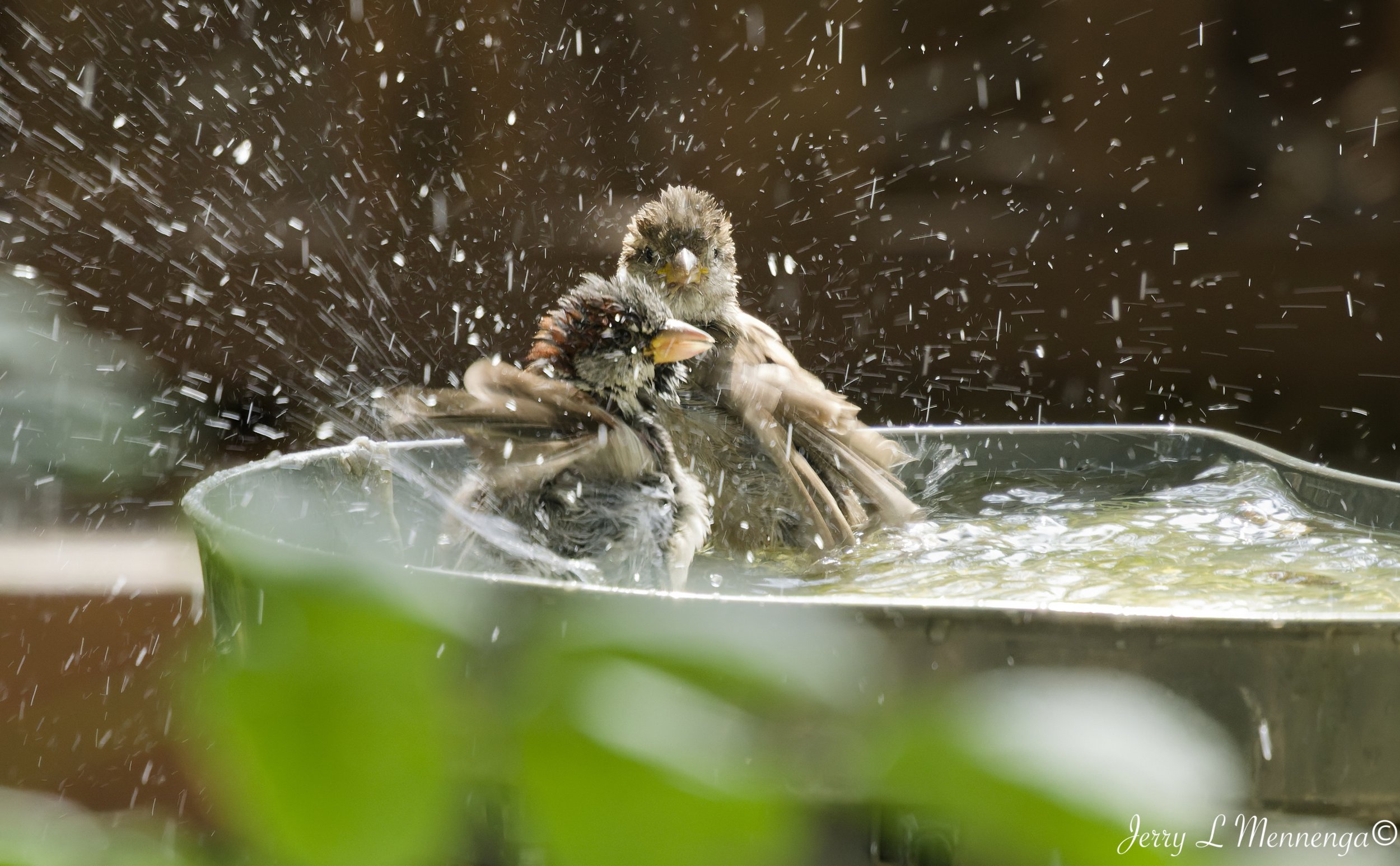 BackyardBirdsHouseSparrowsSioux City202609-01_0177_DxO.jpg