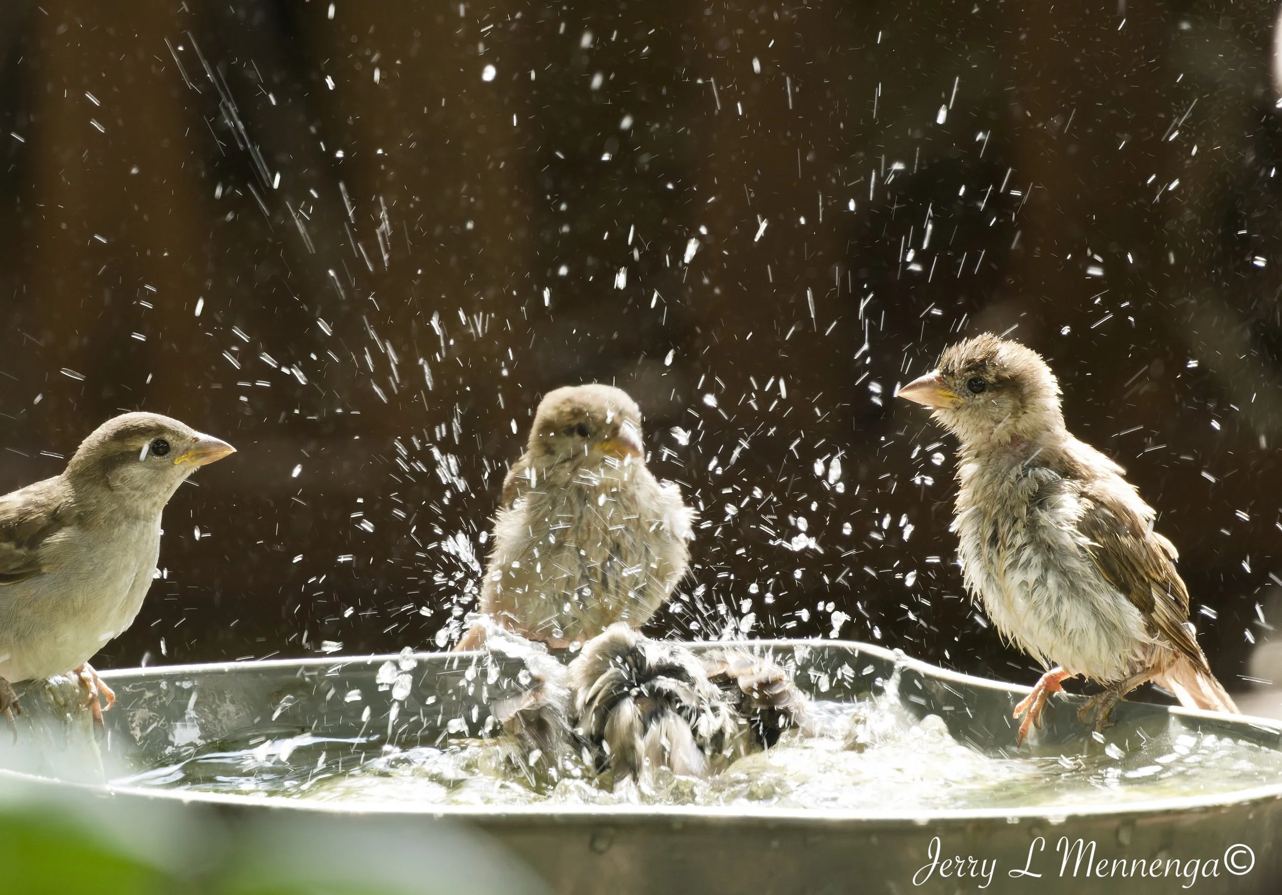 BackyardBirdsHouseSparrowsSioux City202609-01_0335_DxO.jpg
