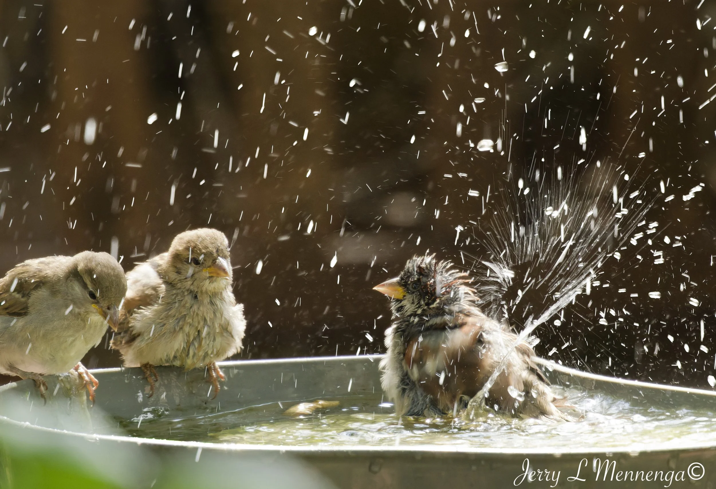 BackyardBirdsHouseSparrowsSioux City202609-01_0353_DxO.jpg
