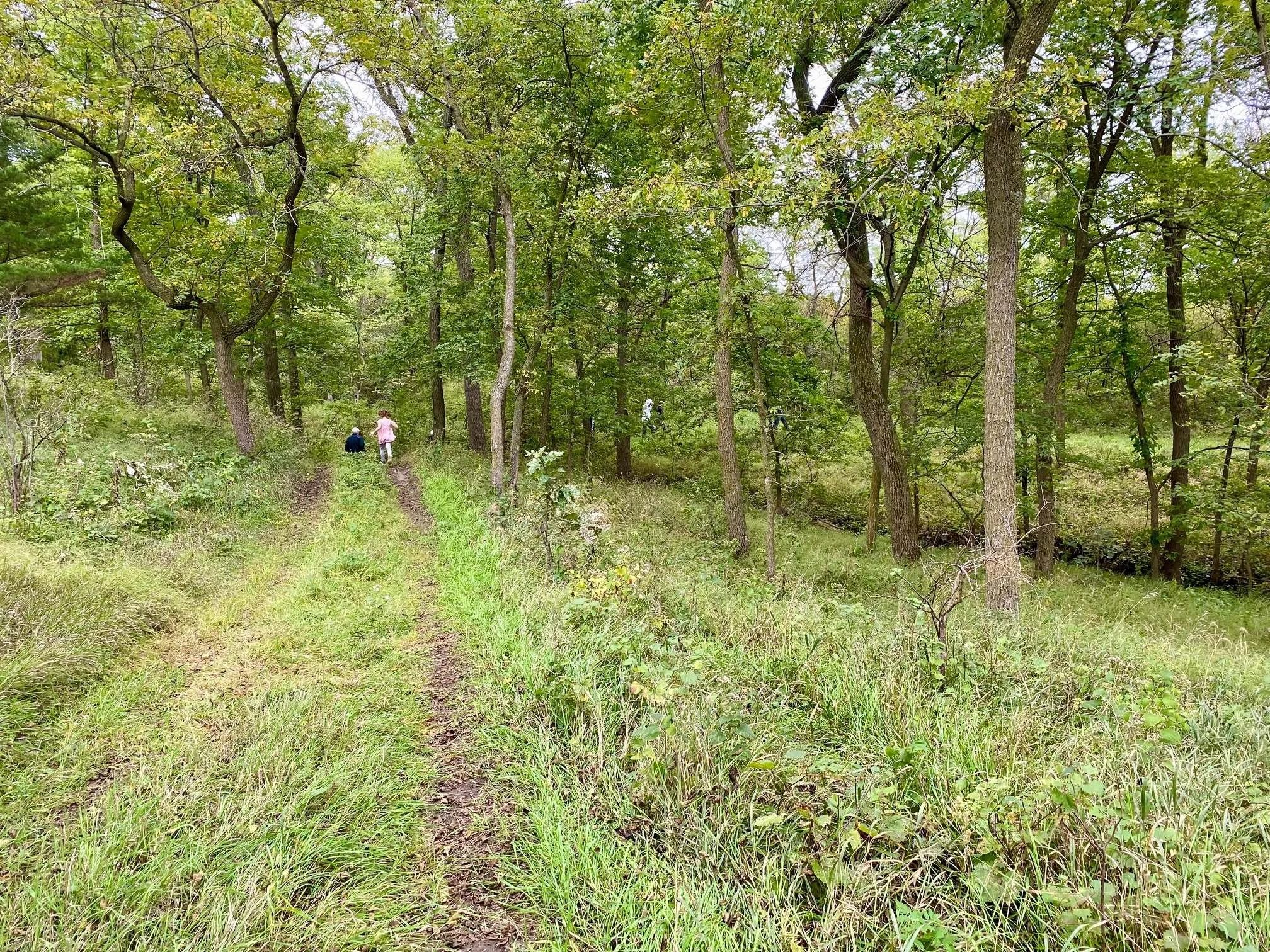 woods.jpg