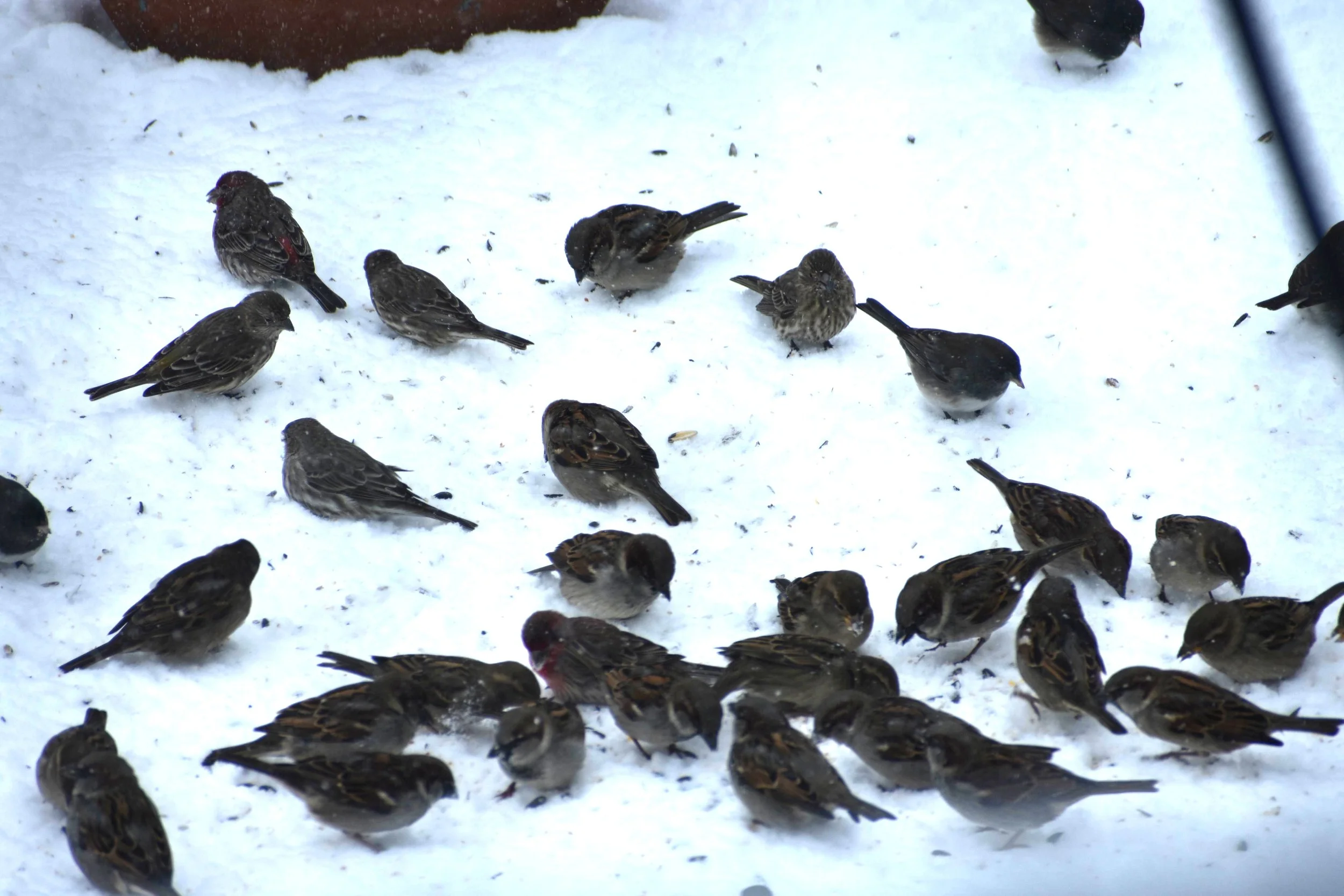 Ponca State Park Christmas Bird Count