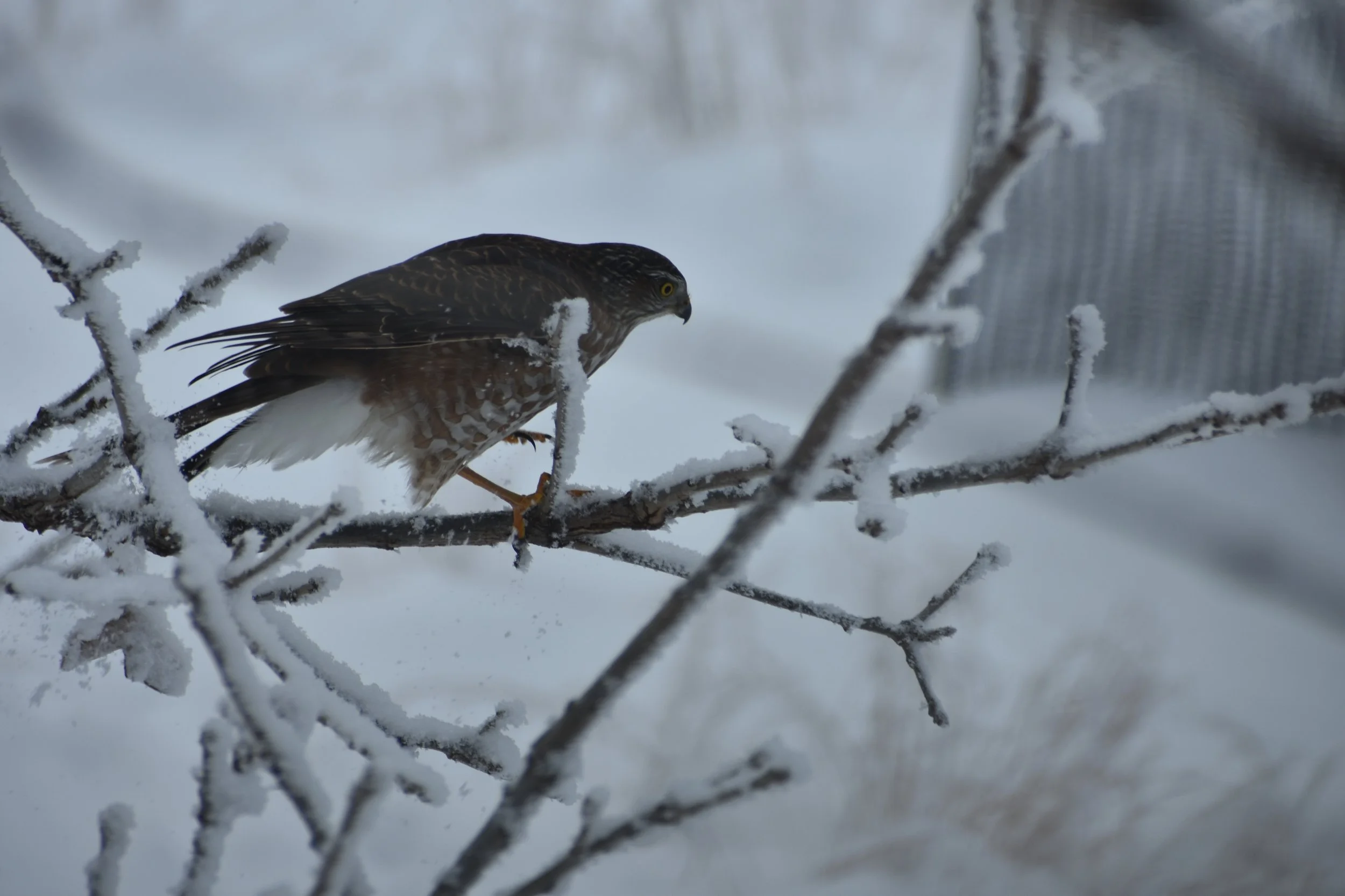 Sioux City Christmas Bird Count