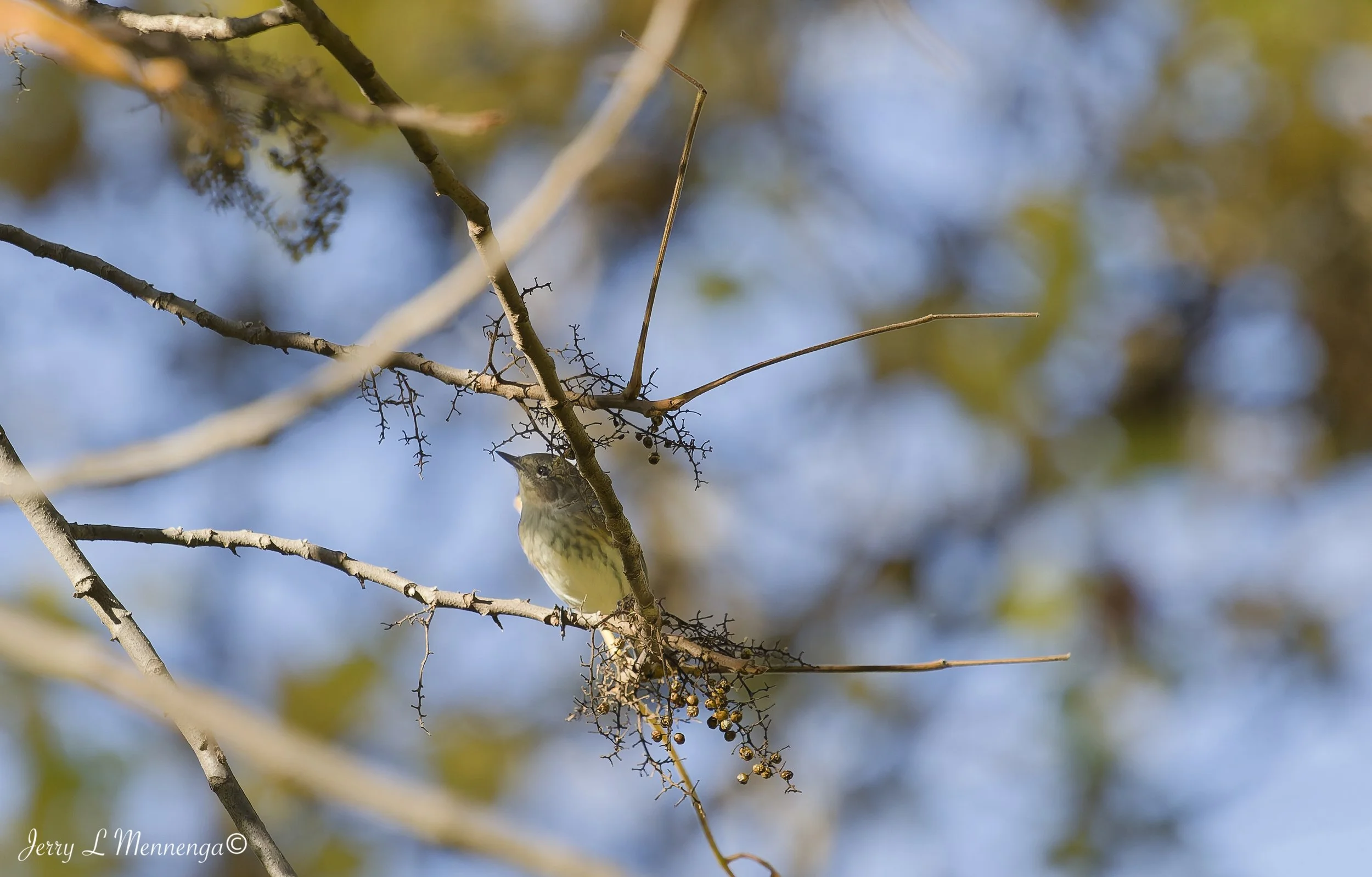 BirdsLHASStoneState202610-10_0439_DxO.jpg