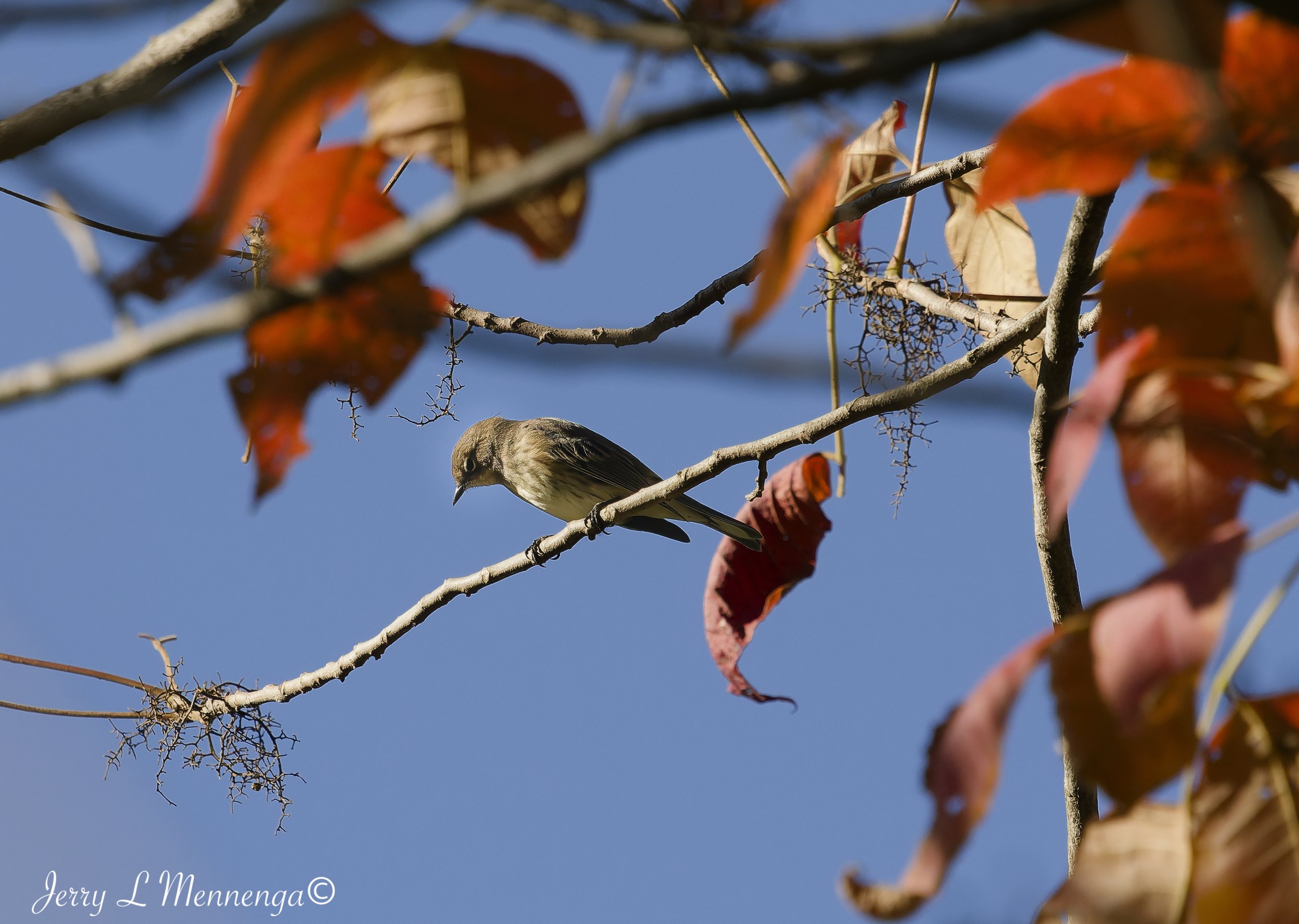 BirdsLHASStoneState202610-10_0526_DxO.jpg
