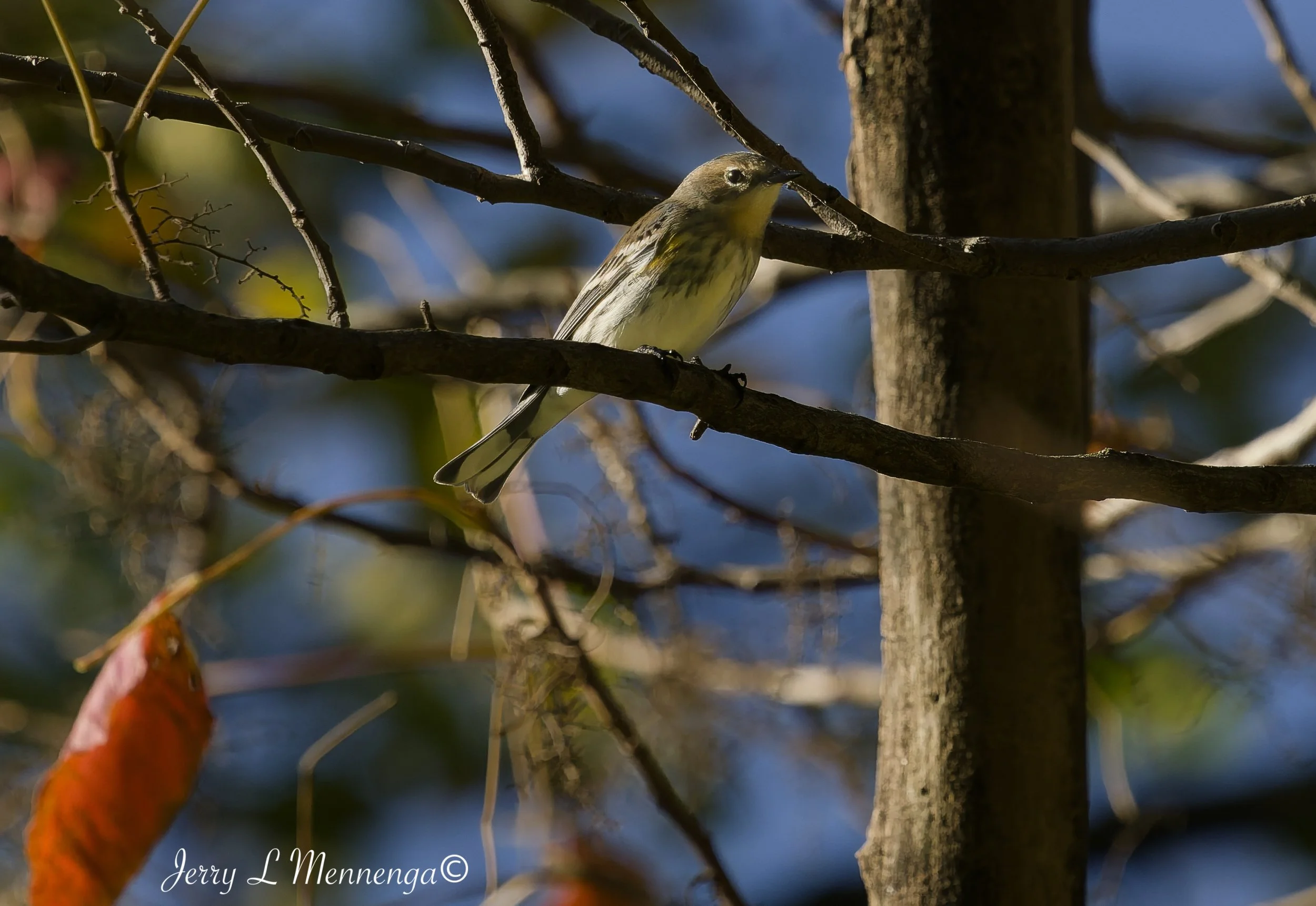 BirdsLHASStoneState202610-10_0535_DxO.jpg