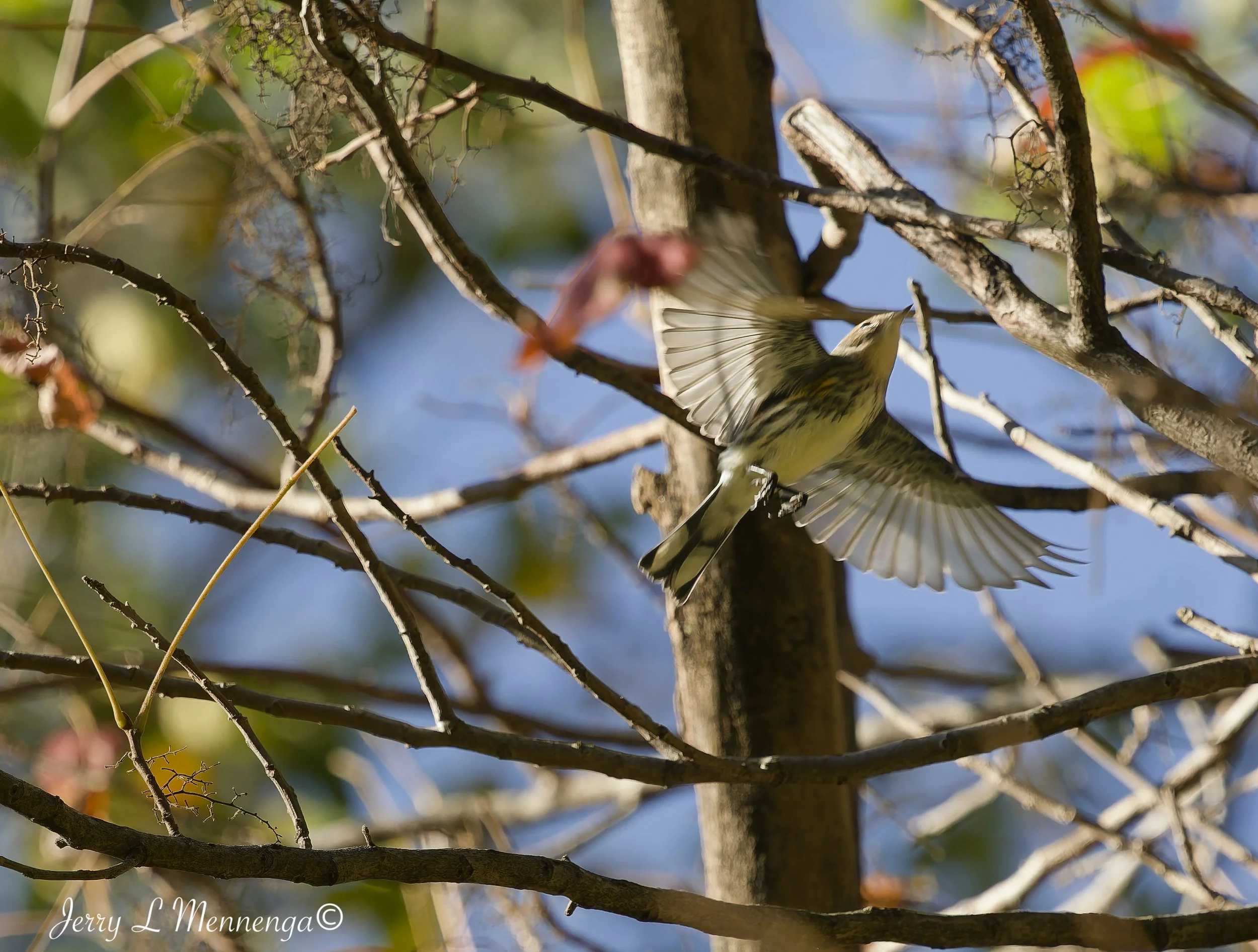 BirdsLHASStoneState202610-10_0546_DxO.jpg