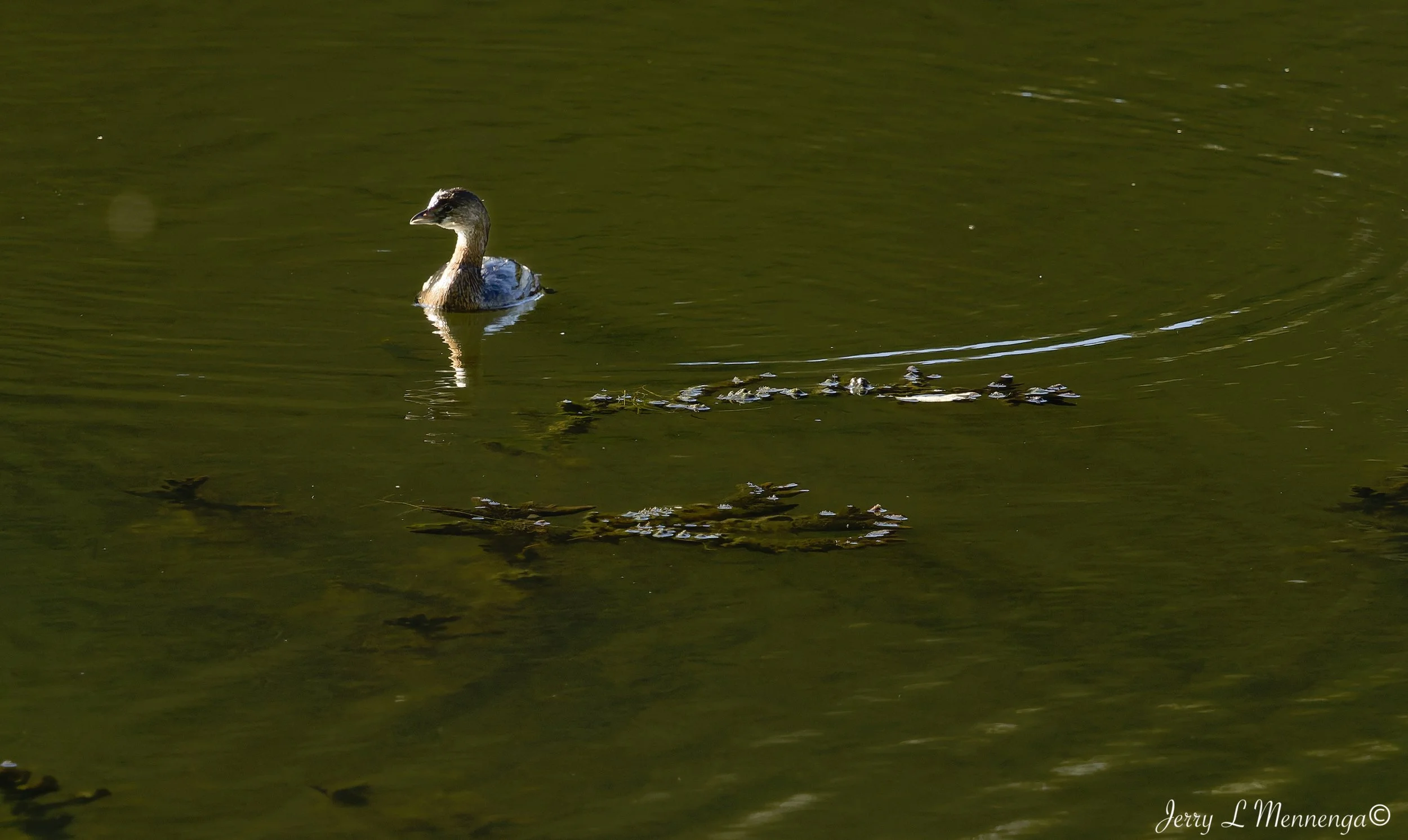 BirdsLHASStoneState202610-10_0642_DxO.jpg