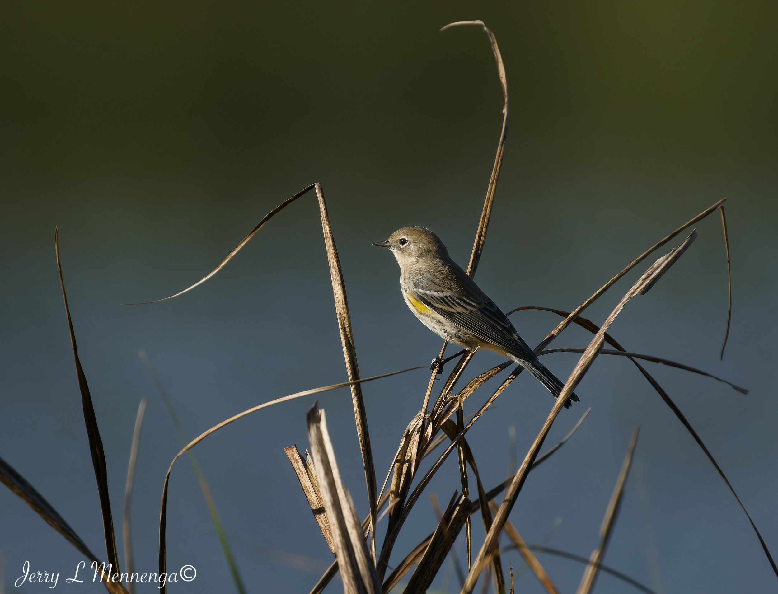 BirdsFallAdamsHomestead202610-06_0177_DxO.jpg