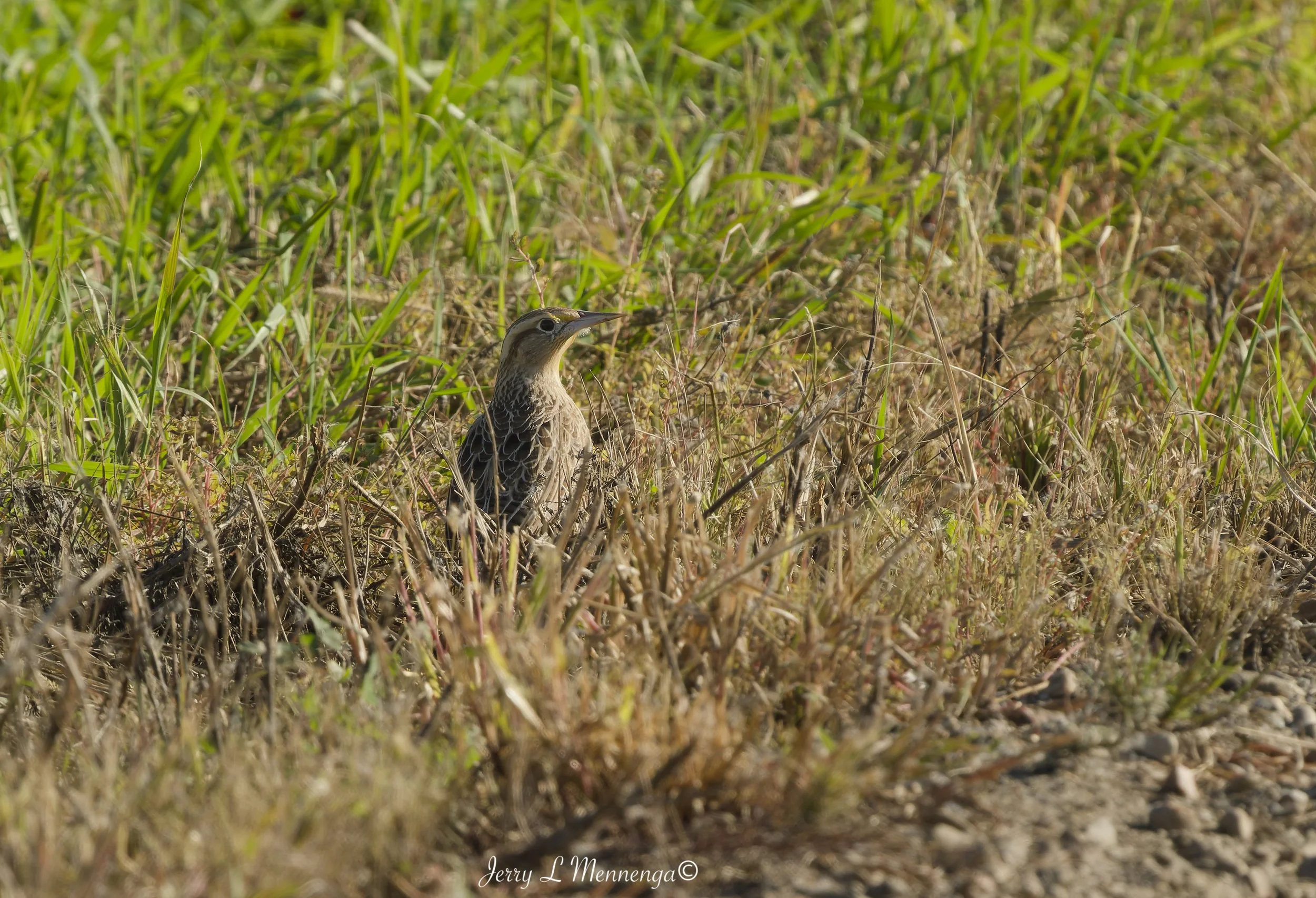 BirdsOwegoWetland202610-05_0100_DxO.jpg