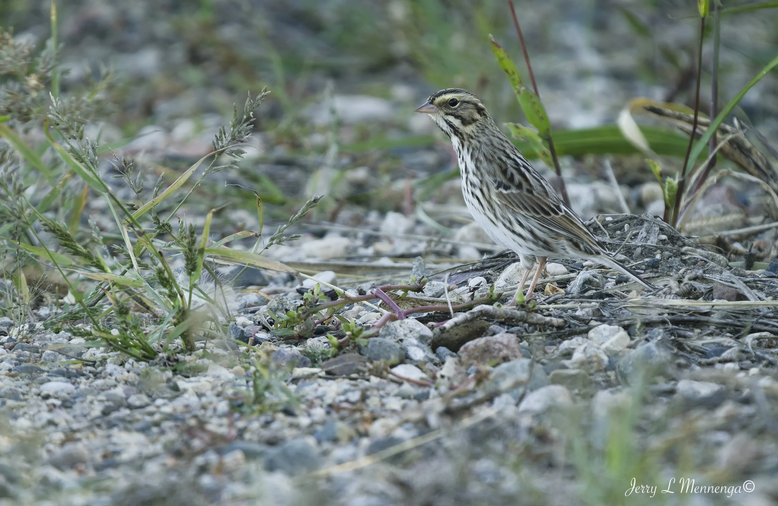 BirdsOwegoWetland202610-05_0507_DxO.jpg