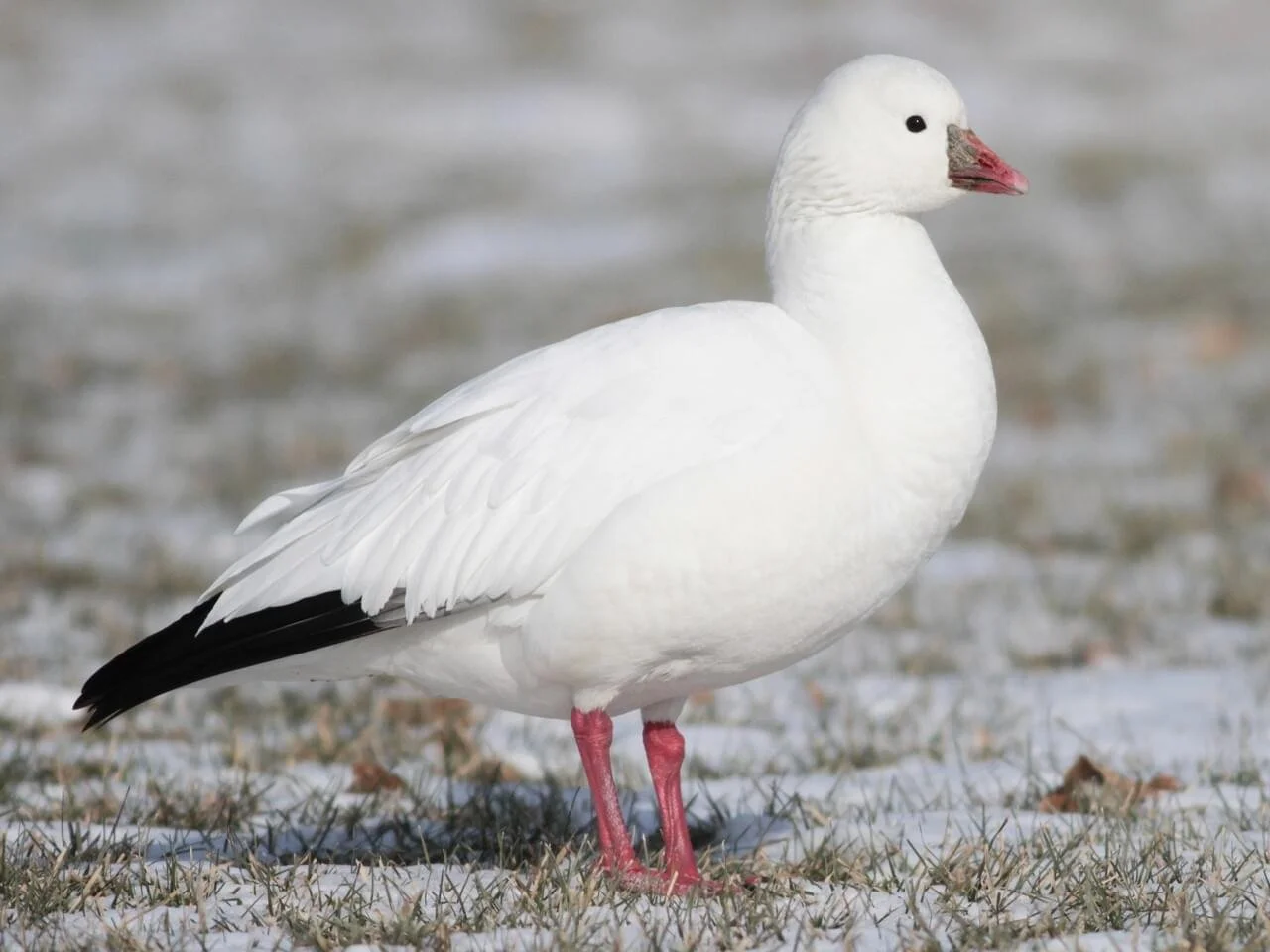 Birds of the Month — Loess Hills Audubon Society