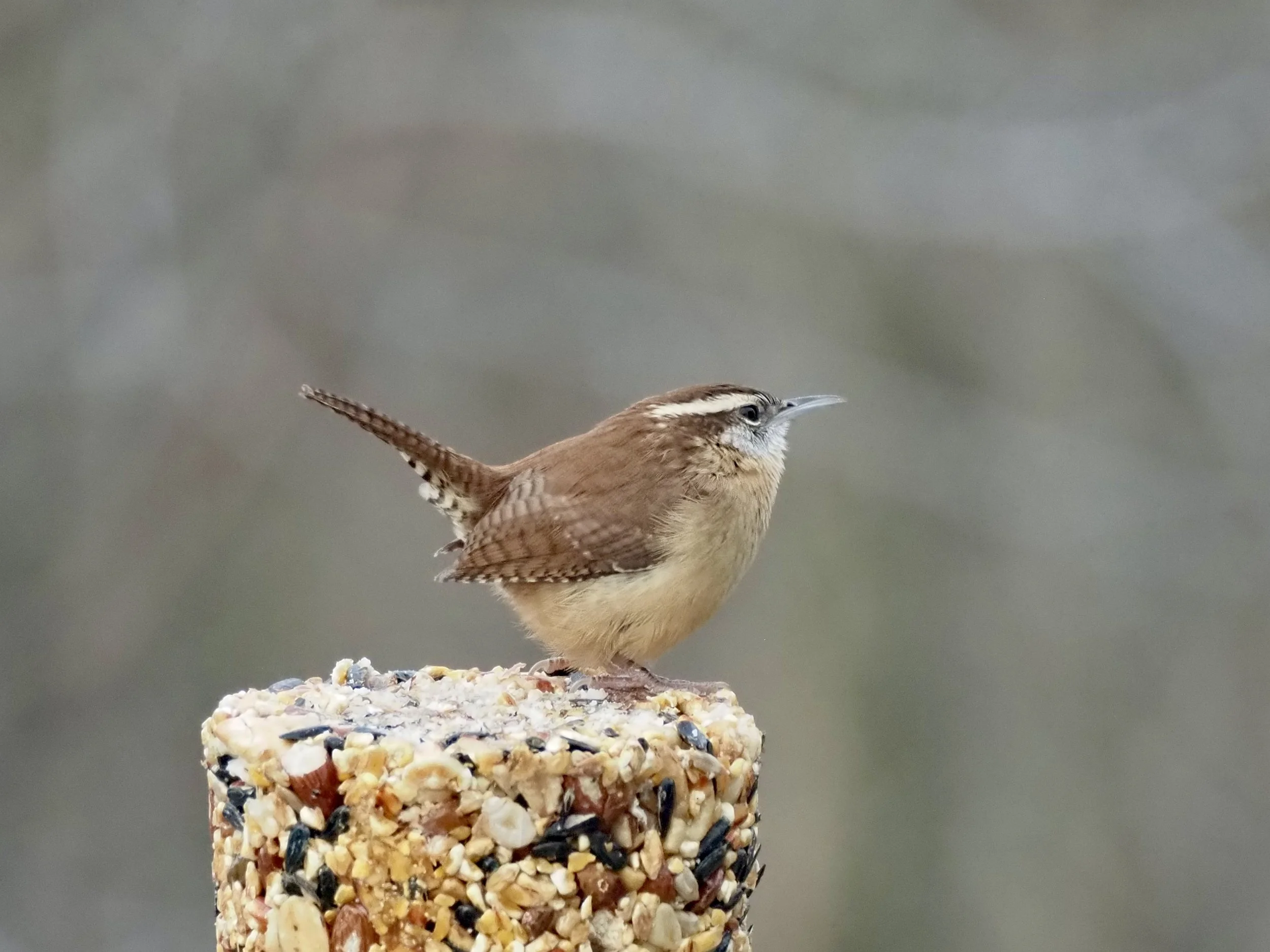 Carolina Wren 11-11-2025 home.jpg