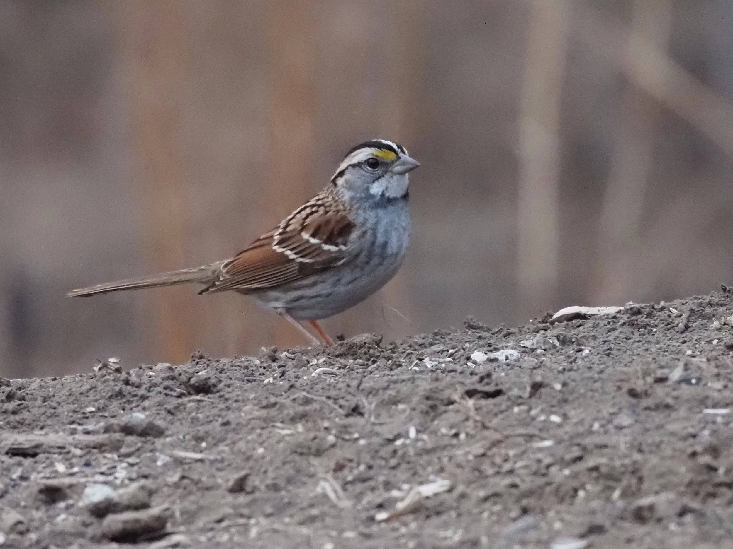White -throated Sparrow.JPG