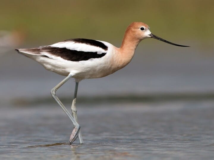 AmericanAvocetUK.jpg