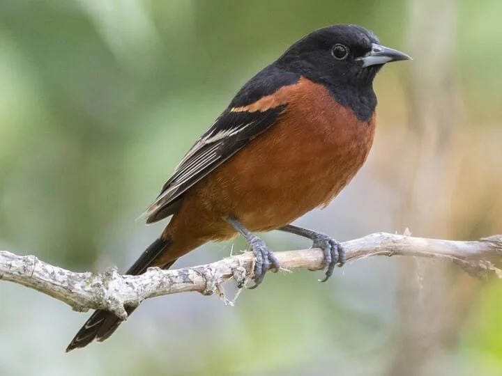 OrchardOrioleUK.jpg