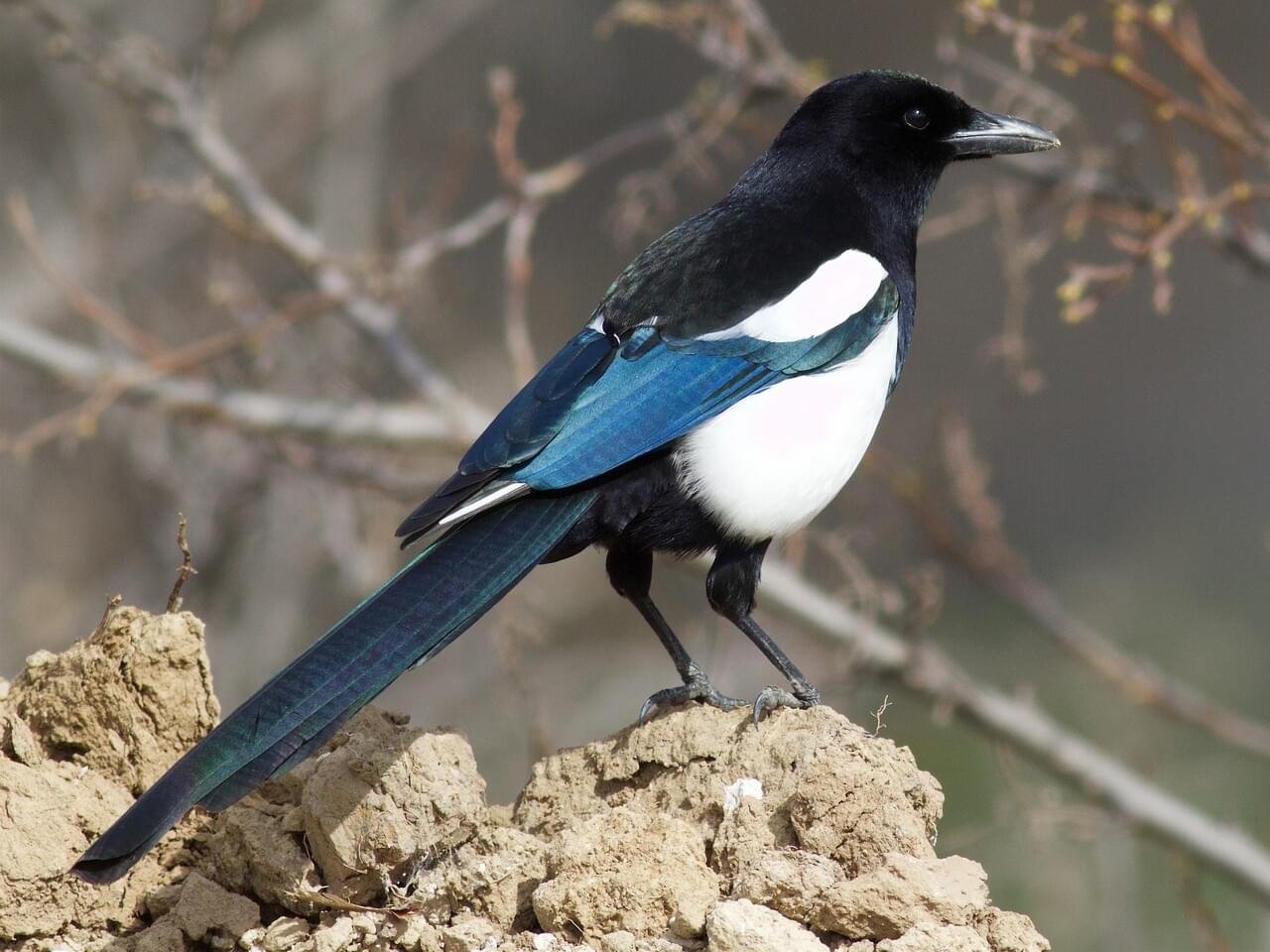 Black-billedMagpieUK.jpg