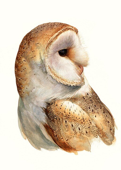 Barn Owl II.jpg