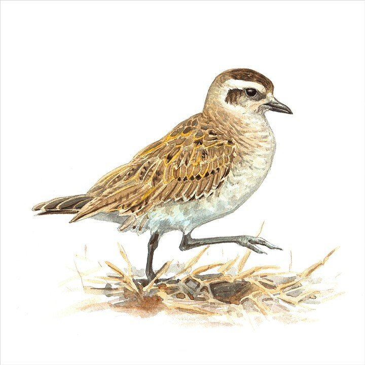 Am Golden Plover.jpg