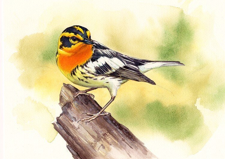 Blackburnian Warbler.jpg