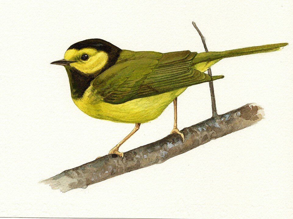 Hooded Warbler I.jpg