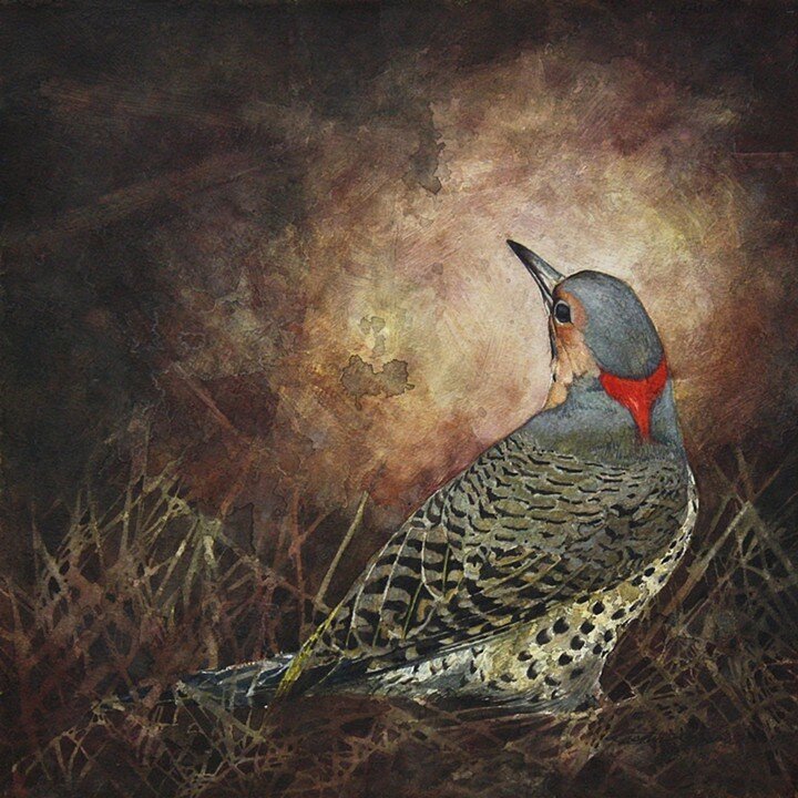 Northern flicker.jpg