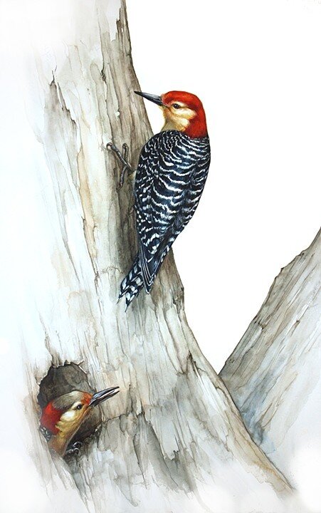 RB Woodpeckers.jpg