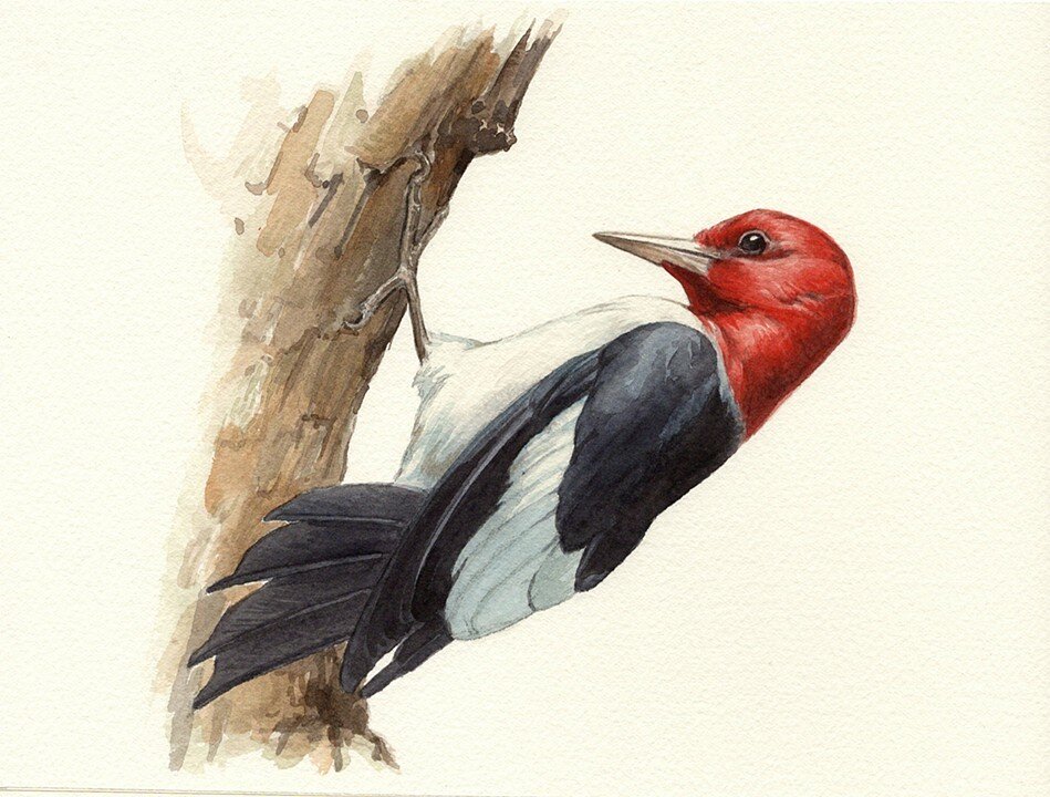 Red-headed Woodpecker.jpg