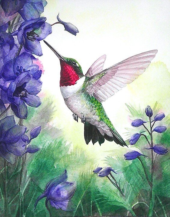 RT Hummingbird w- Black Knight Delphinium.jpg