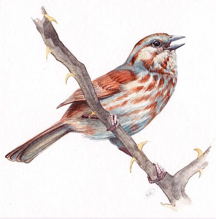 Song Sparrow study.jpg