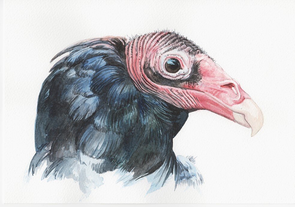 Turkey Vulture.jpg