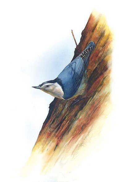 WB Nuthatch.jpg