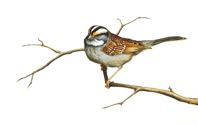 White throated Sparrow.jpg