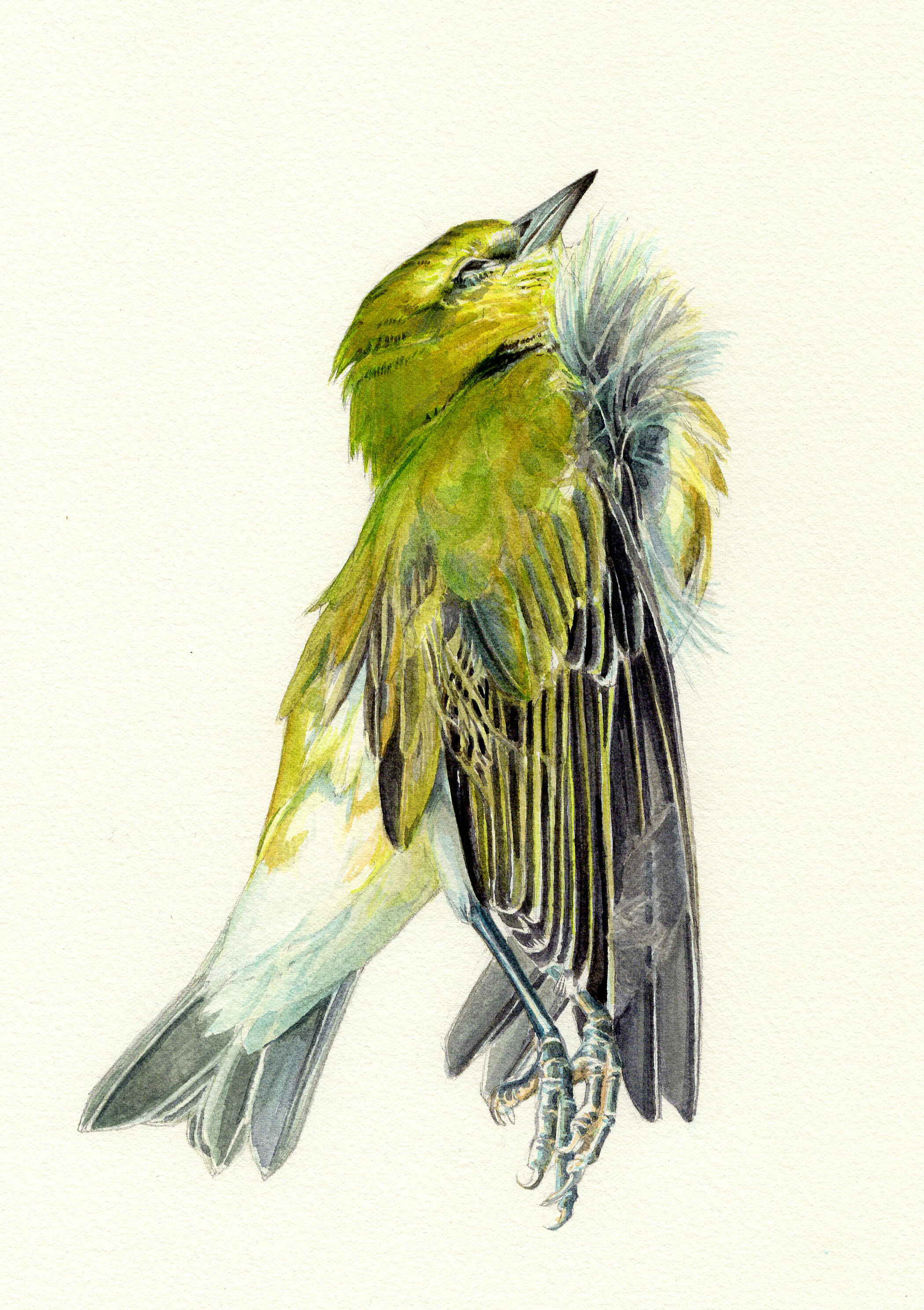 Knowski_Tennessee_Warbler.jpg