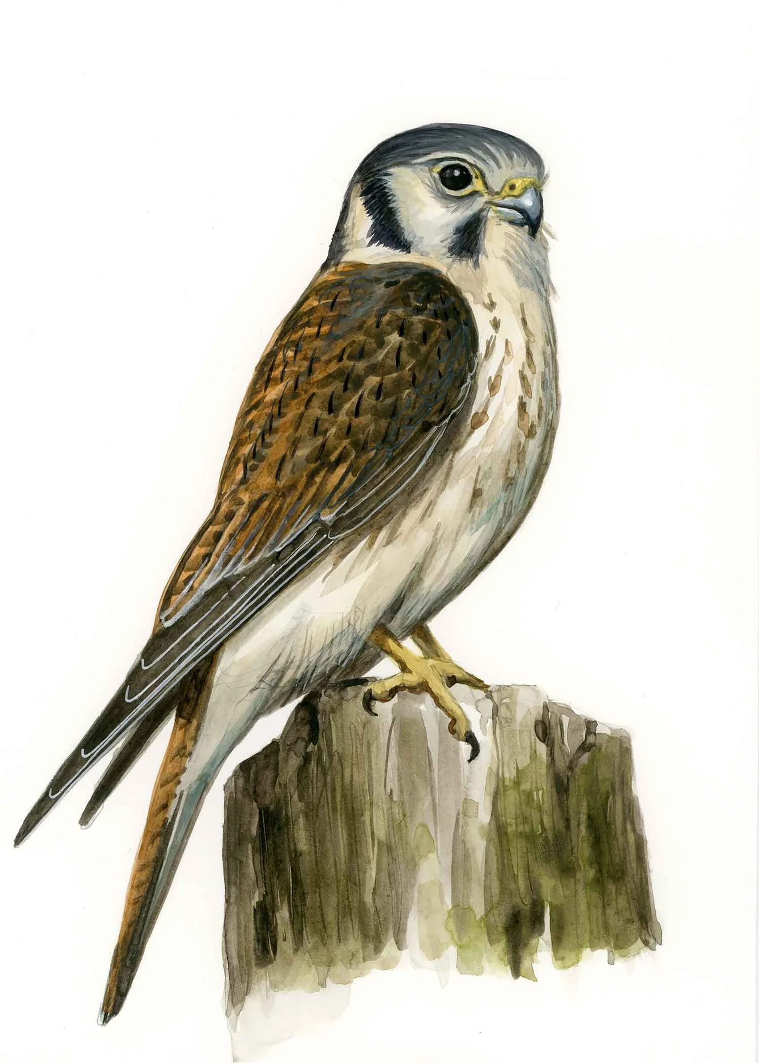 Am Kestral_5x7.jpg
