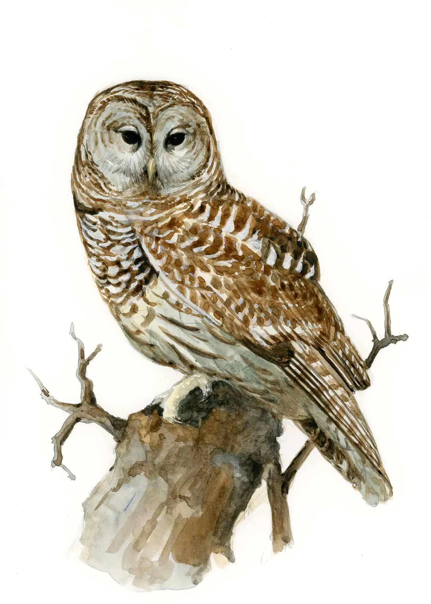Barred Owl_5x7.jpg