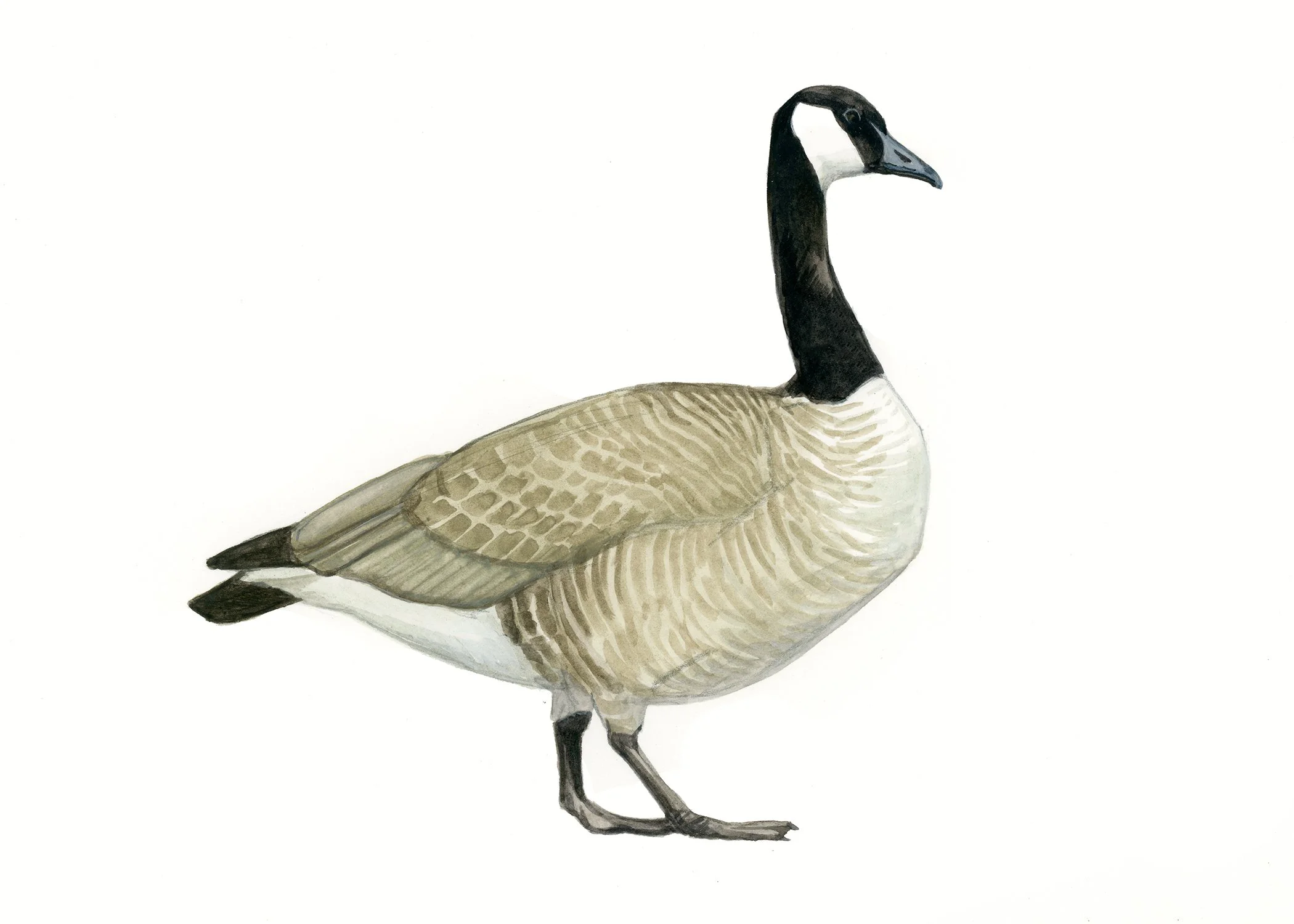 Canada Goose.jpg