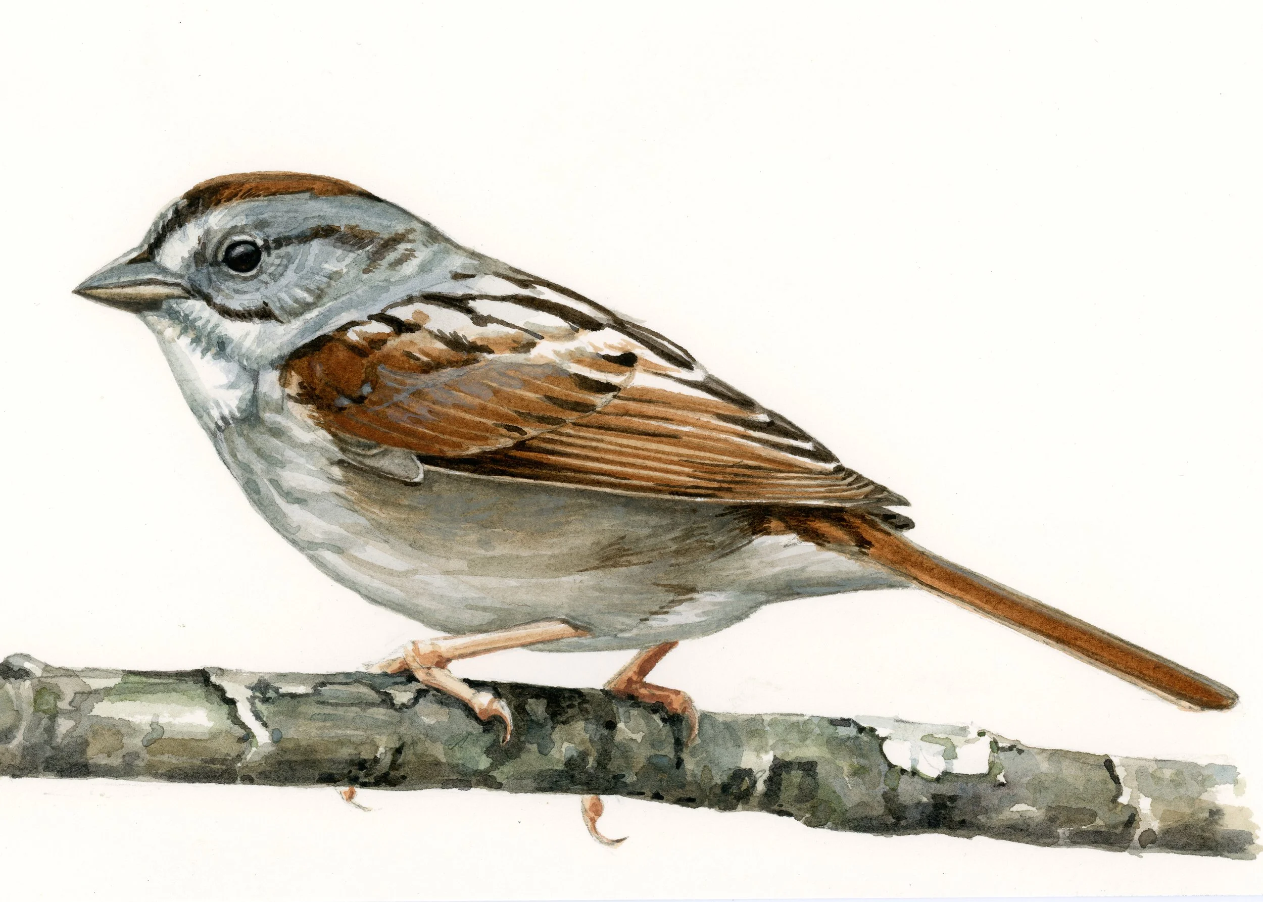 Knowski_SwampSparrow_2021.jpg