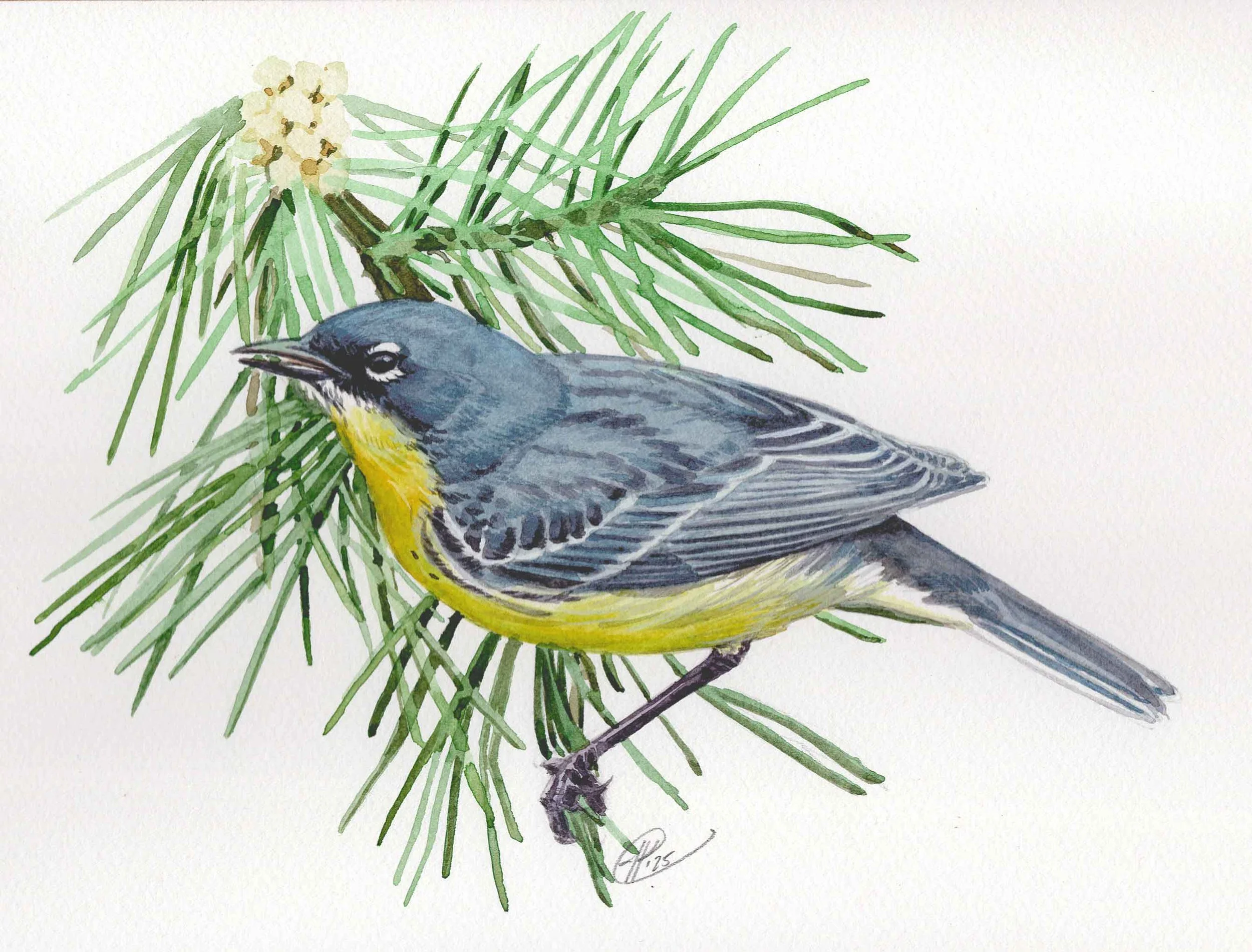 KirtlandsWarbler.jpg