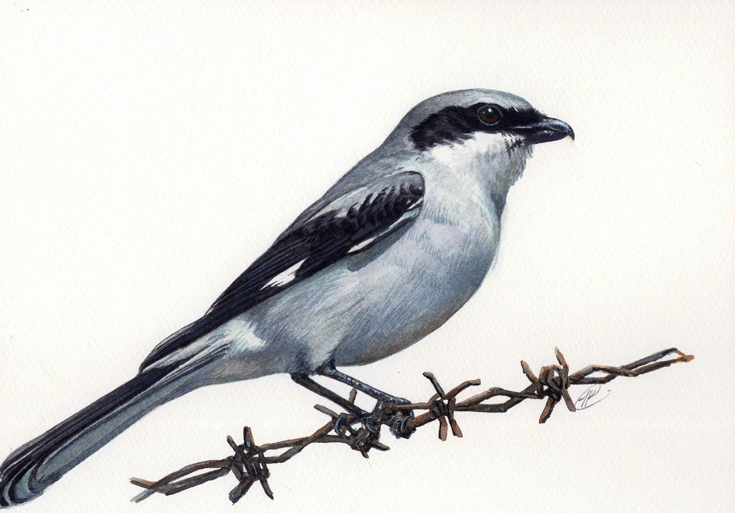 Loggerhead-Shrike.jpg