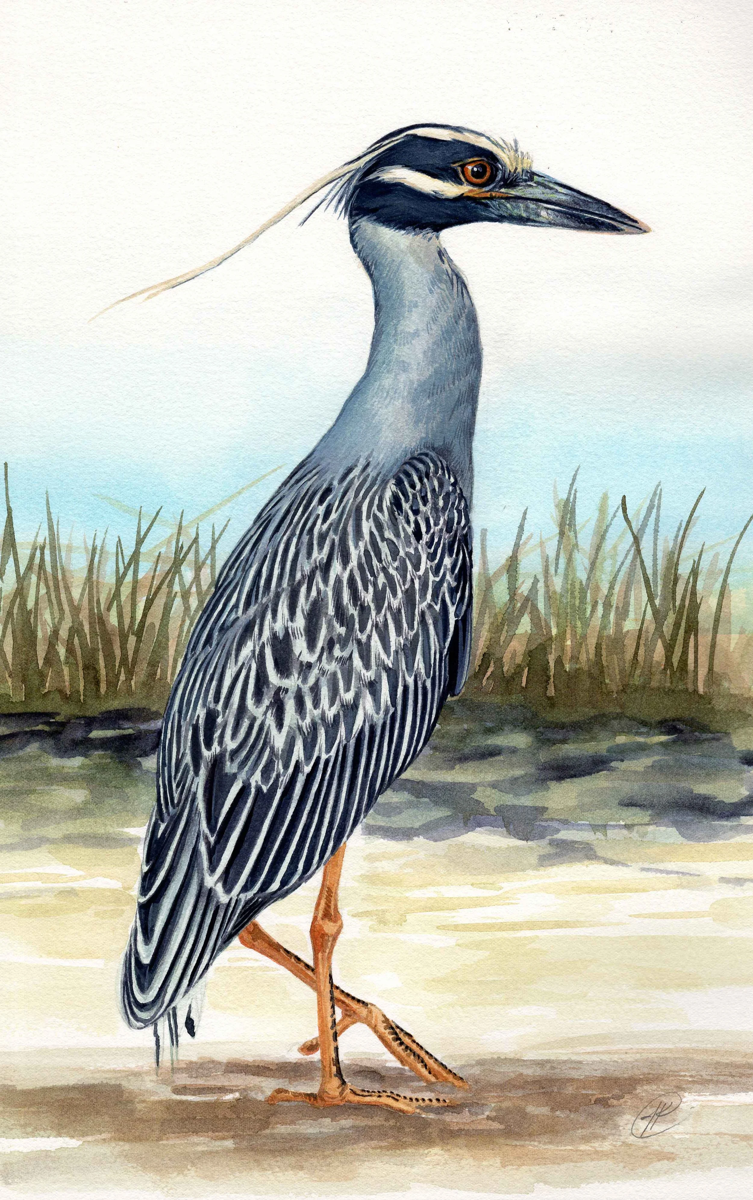 Yellow-crowned_Night_Heron.jpg