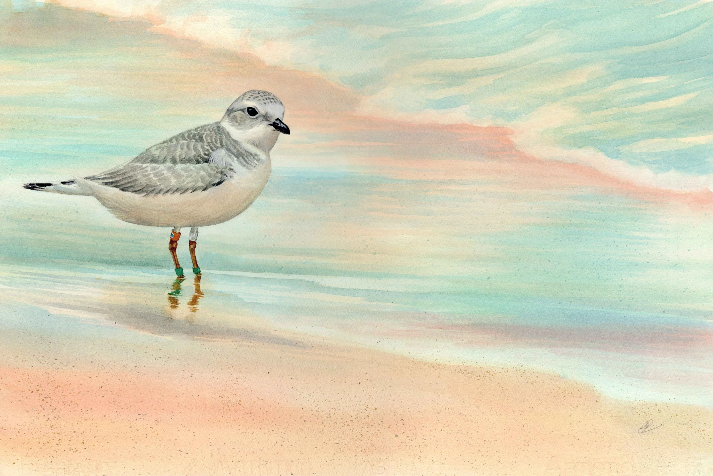 Piping-Plover_MillerBeach.jpg