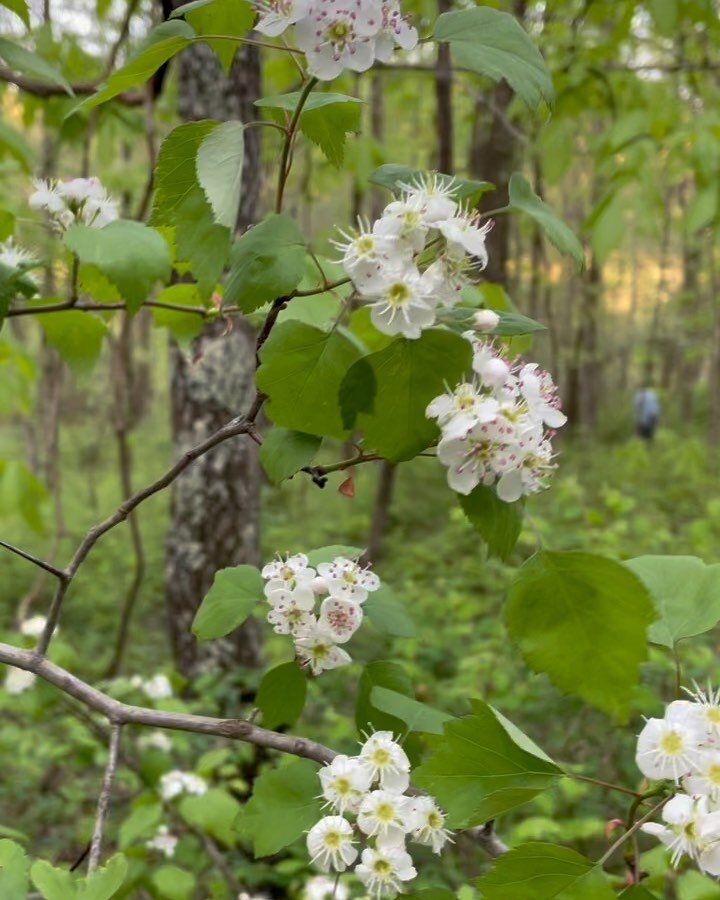 Happy May Day ➰
Beltane Blessings ➰

Magic is everywhere, Abundance is a perspective, Relish in the flora. We are spending the afternoon with our dearest plant guide hawthorn today&hellip;Into the heart portal we go 🪞
