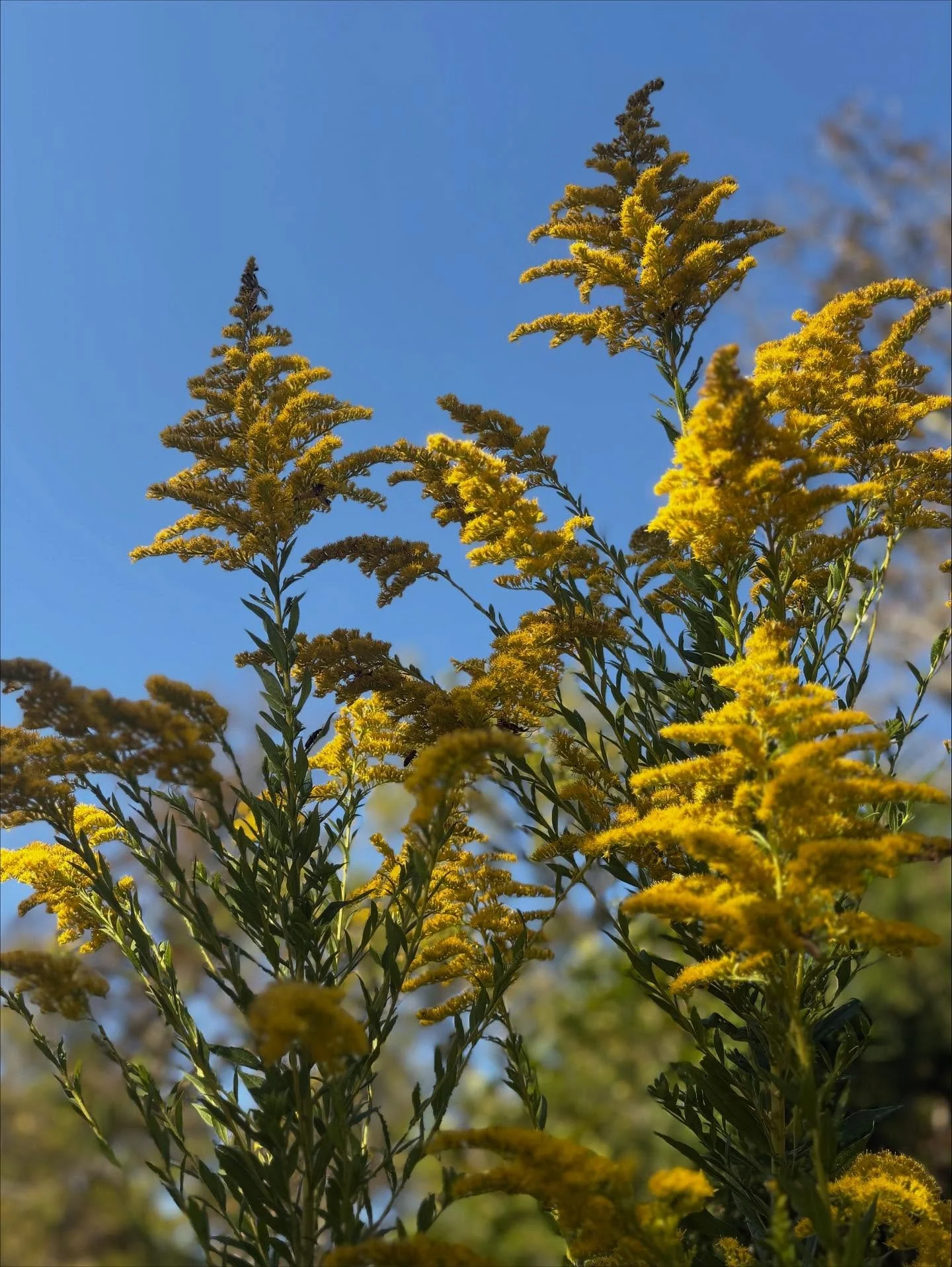 Land Observation 
10&bull;01&bull;25
sunrise 

Hundreds of goldenrods, 
the air is nearly still, 
but the flowers have this settle sway, 
a gentle dance if you pay attention, 
the sun is finding its way over the hill, 
the light is creeping down the 