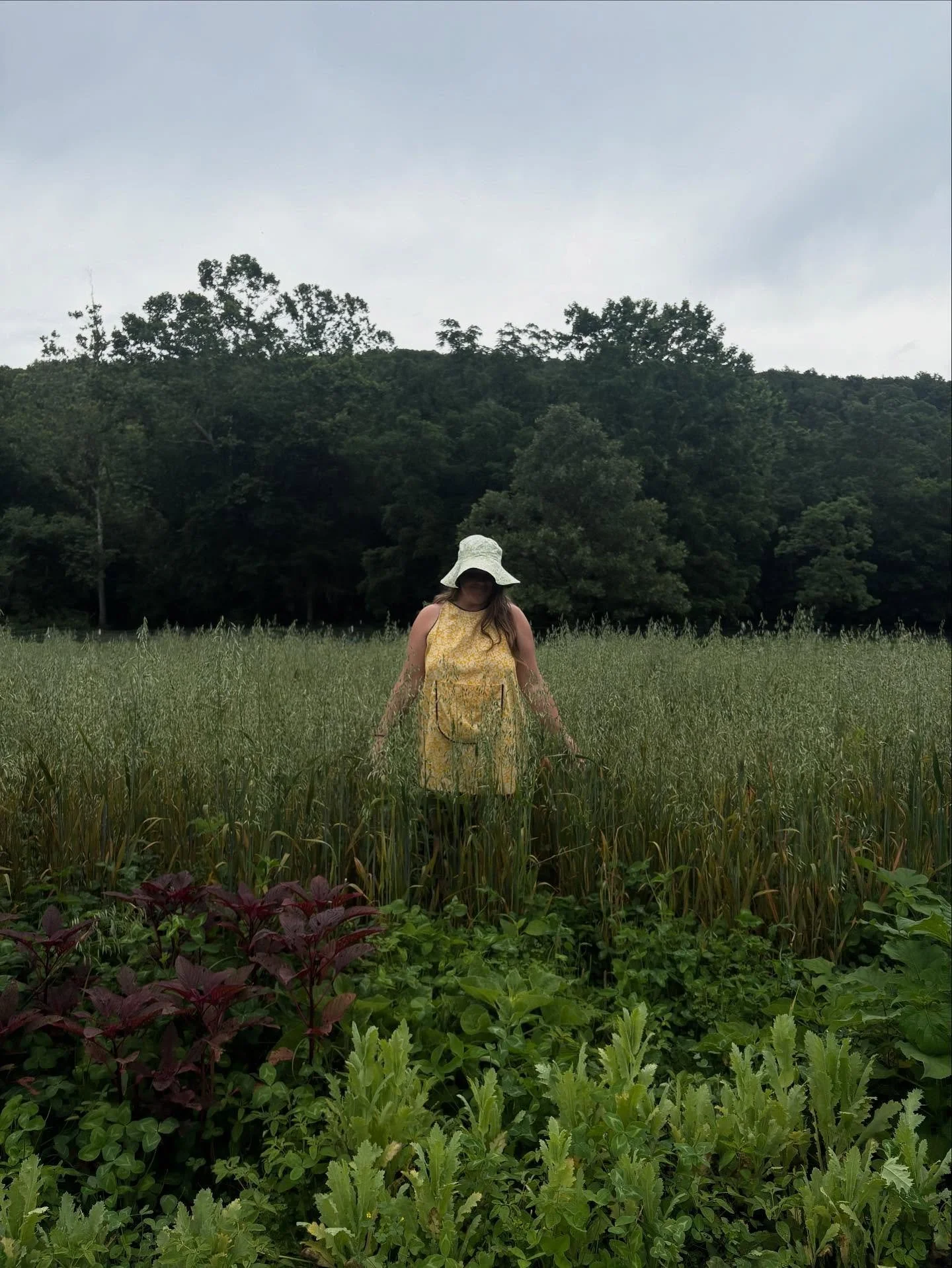 Hey cuties 🥧 

Milky Oats is back in stock and feeling extra potent 🥛 🌾 

This batch was infused with many 
hands, hearts, stories &amp; plentiful spring rain. Between prepping, growing &amp; harvesting it was a collective effort of neighbors, fri