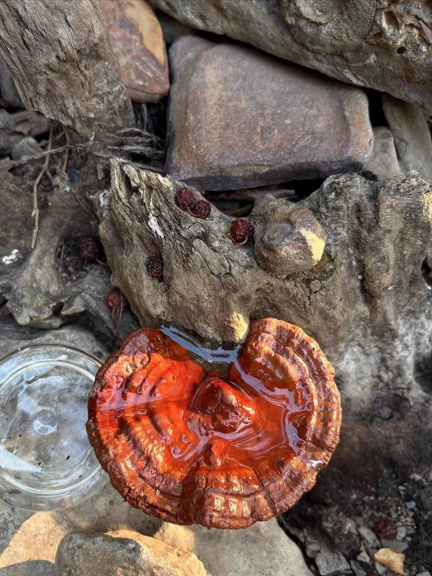 Reverence for Reishi 🌀 

If we were stuck on an island and could choose only one remedy. It would be our dear mushroom companion Reishi. Now, is the time to work with this tincture to help build our immune system. We recommend working with them over