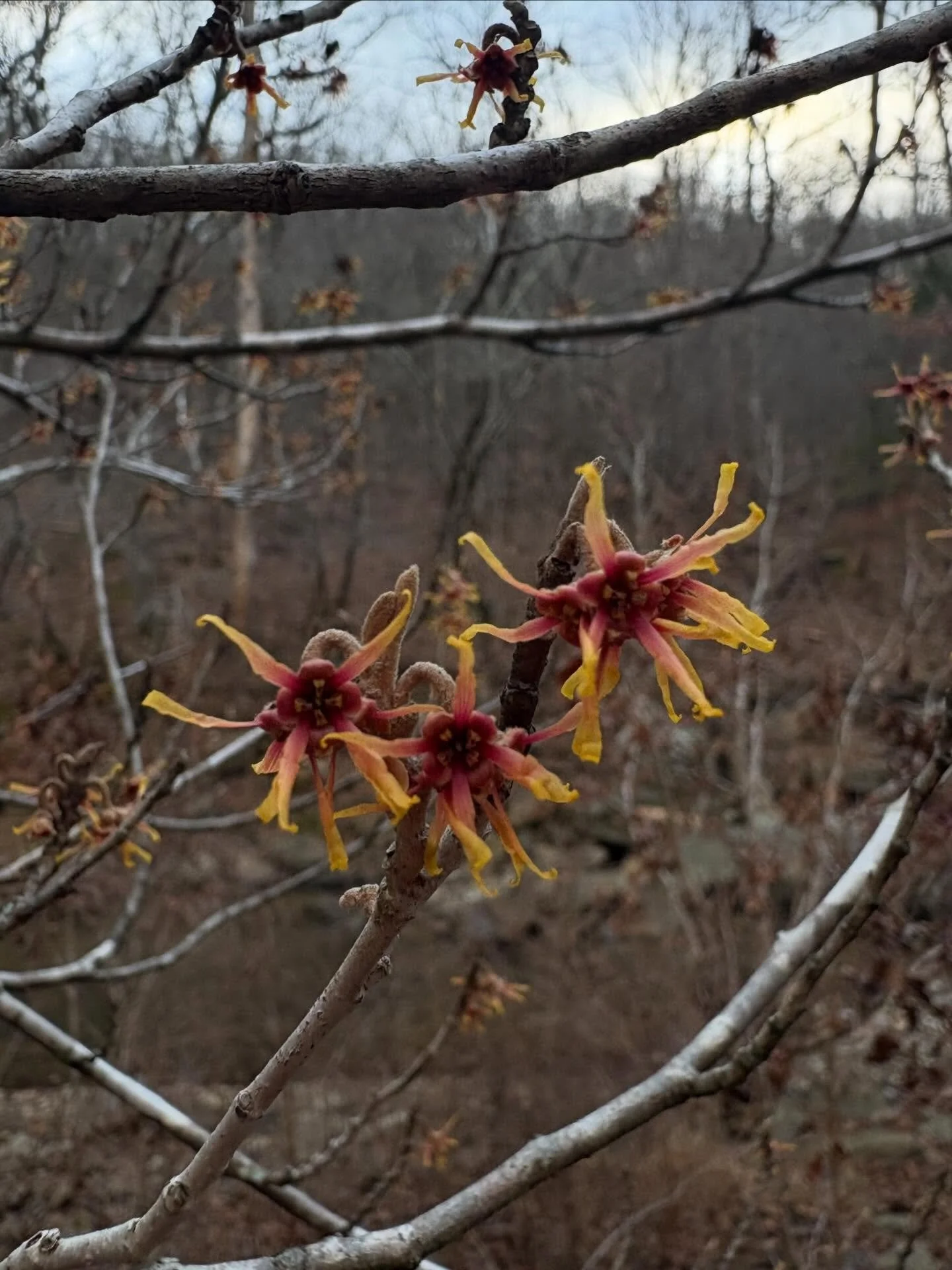 Land Observation 
under the Witch Hazel at sunrise
1.06 

I look up to see the silhouette of
Witch Hazel
thousands of flowers, 
Yellow petals, against the 
dark dawn 
sharp, frayed, ecstatic 
as if the winter chill bursted 
them wide open
orange and 