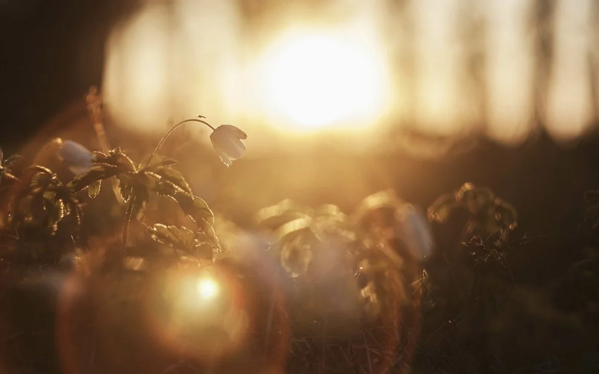 Shedding Light on Palliative Care to Improve Patient Care